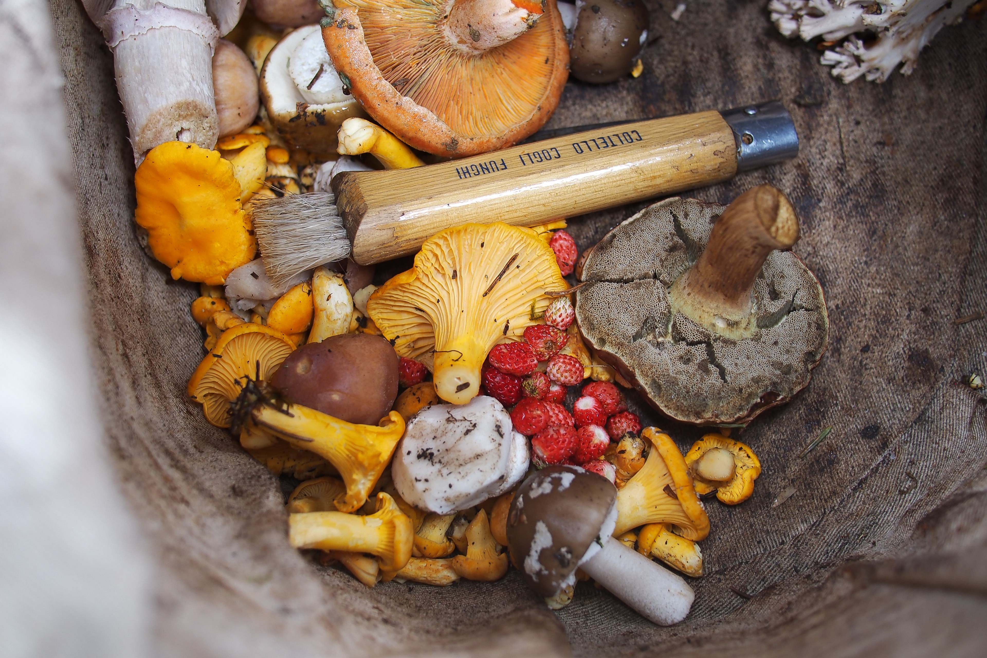 mushroom brush vegetable and wild 4k, HD Wallpaper