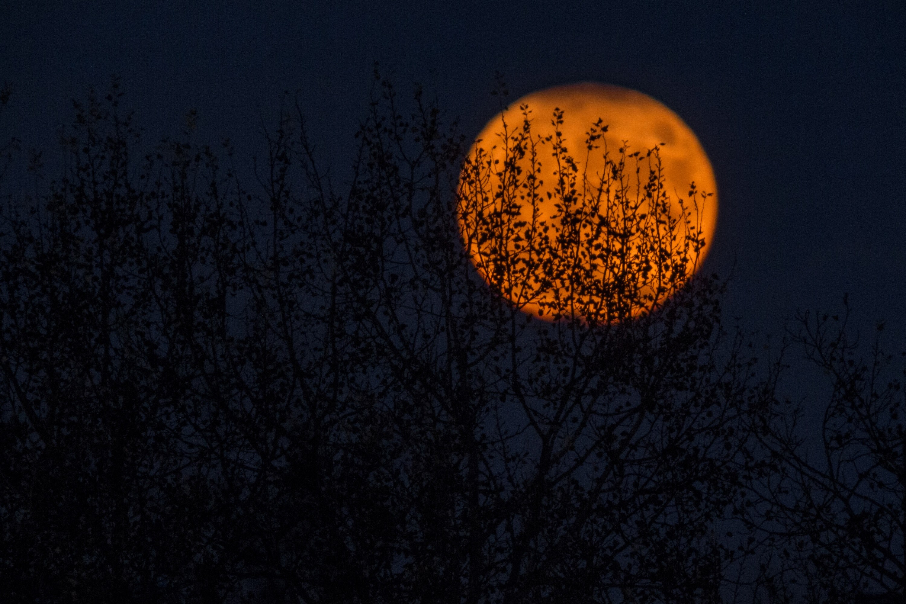 leafy branches seen silhouetted against an orange moon over zagreb, shy moon 4k, HD Wallpaper