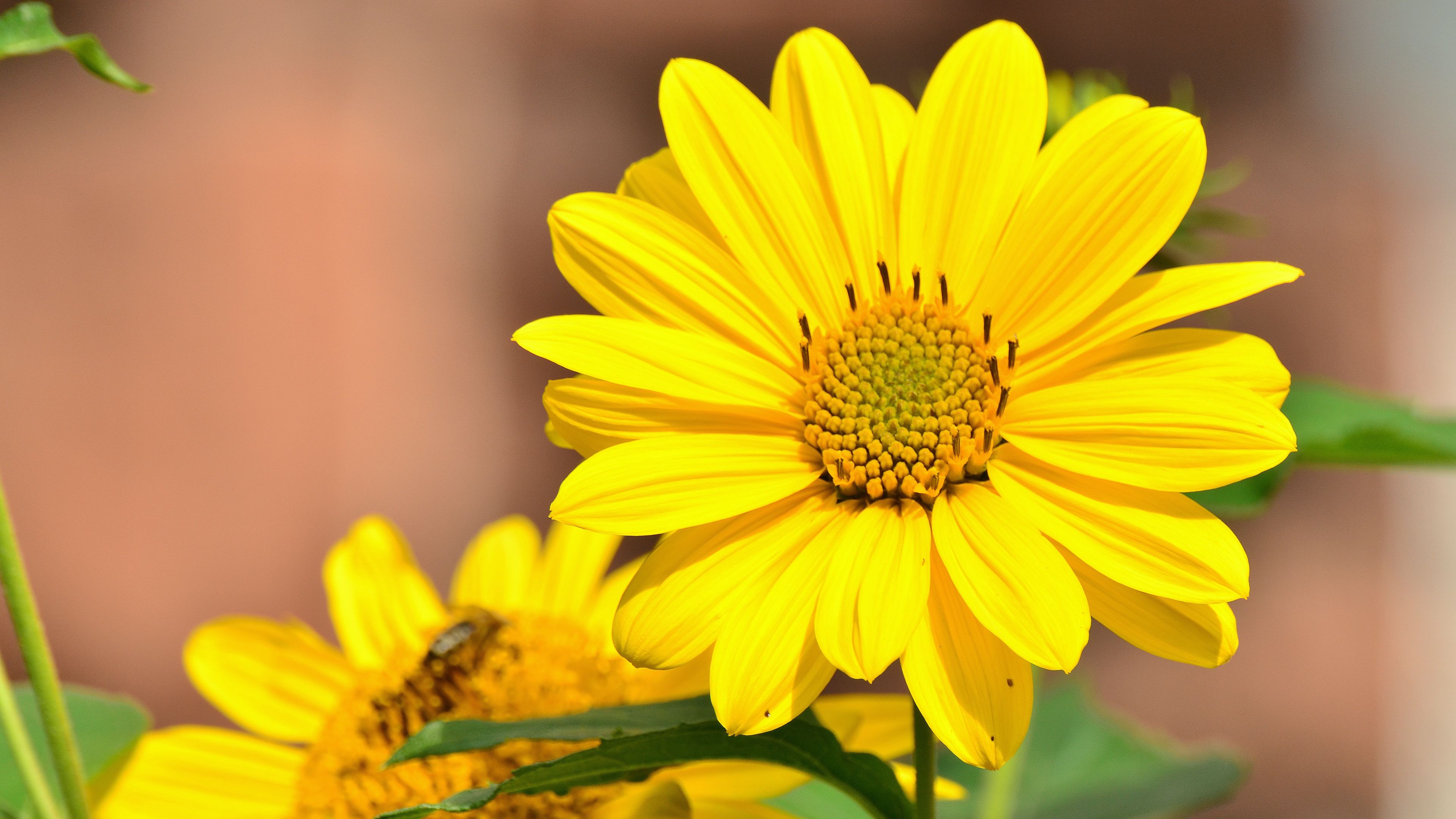 sunflower, flower, bud, 4k, HD Wallpaper