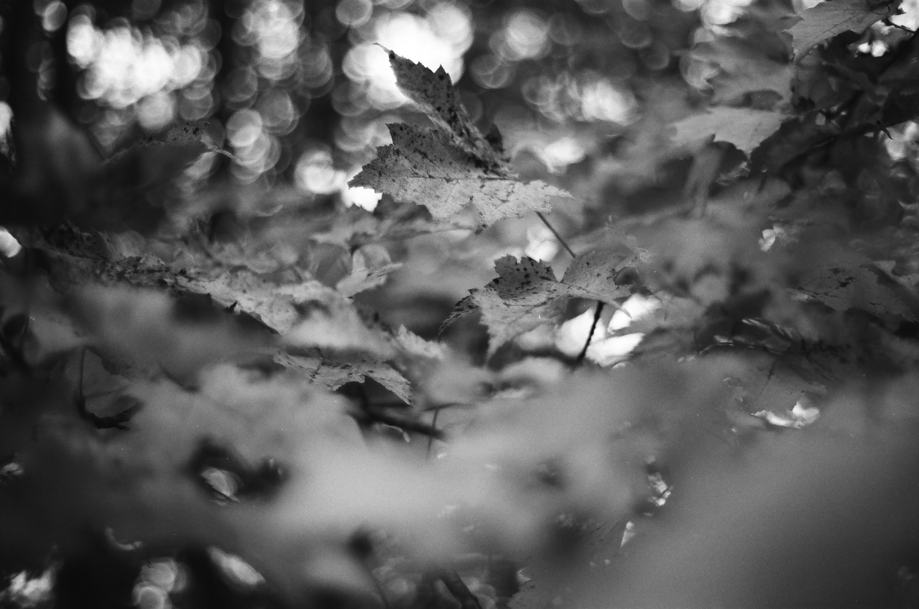 more than a michigan maple 4k, HD Wallpaper