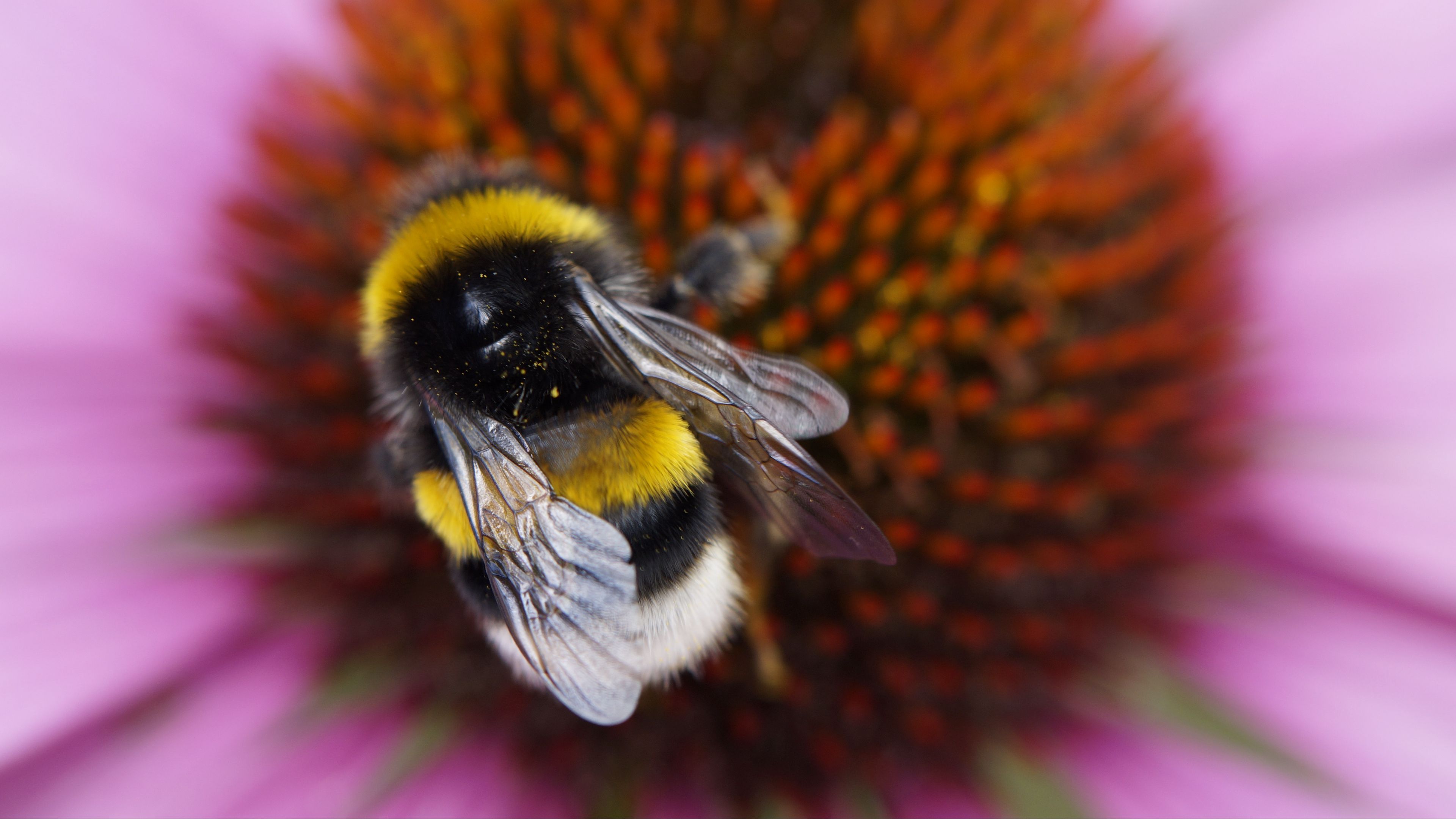 bumble bee, flower, macro, 4k, HD Wallpaper