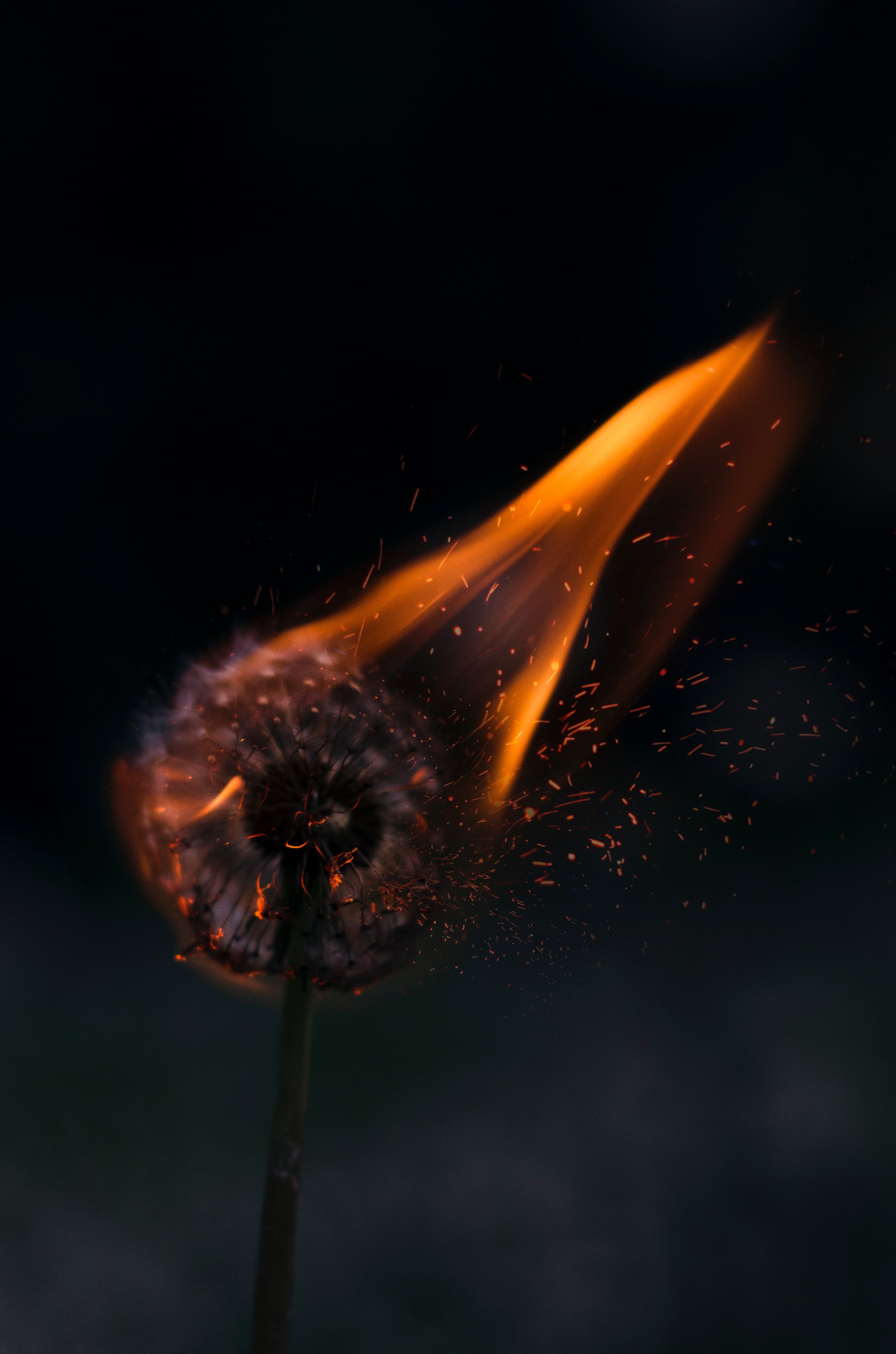 a dandelion on fire, burning dandelion 4k, Phone HD Wallpaper