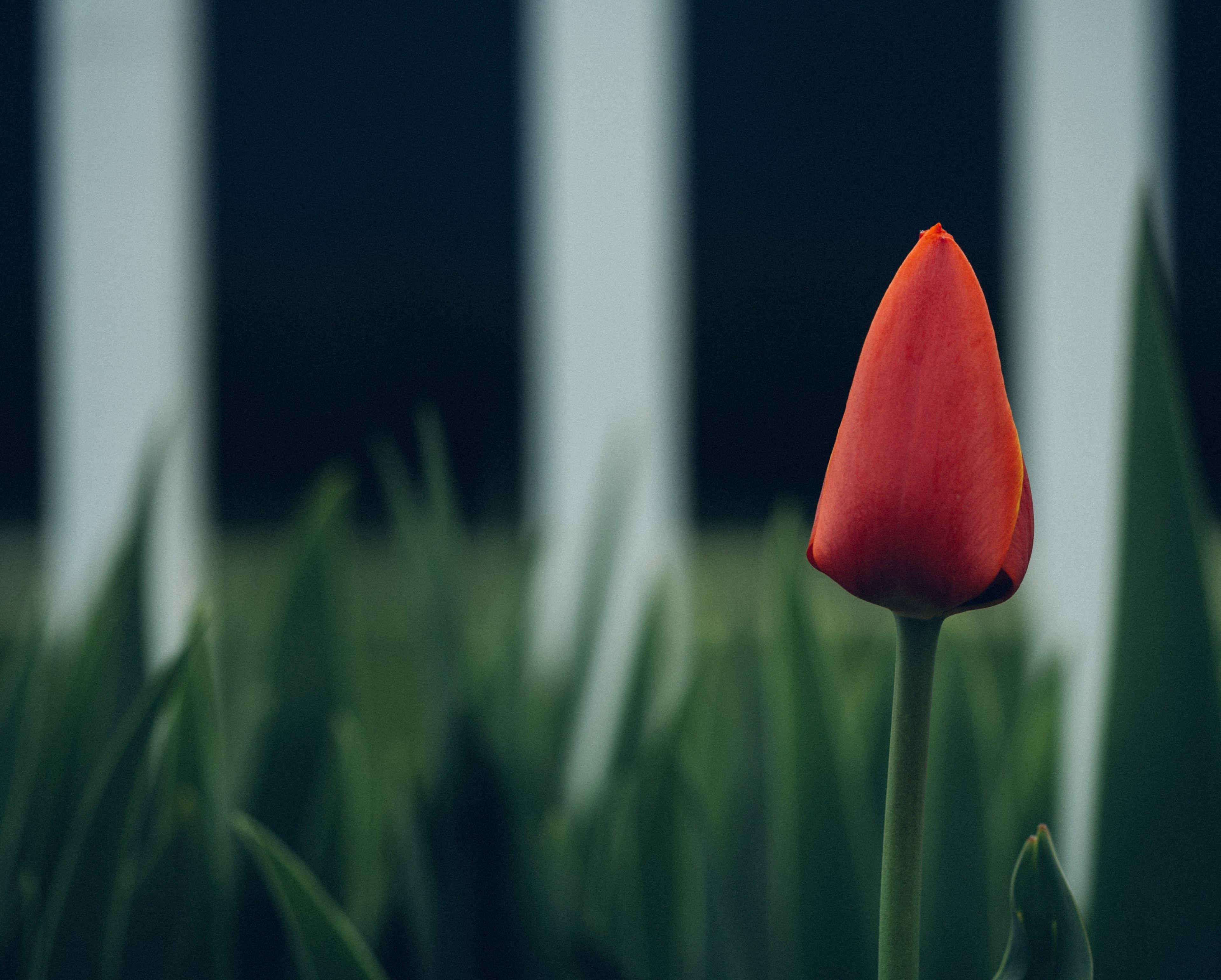 macro single red tulip bud in nature in spring, lone red tulip 4k, HD Wallpaper