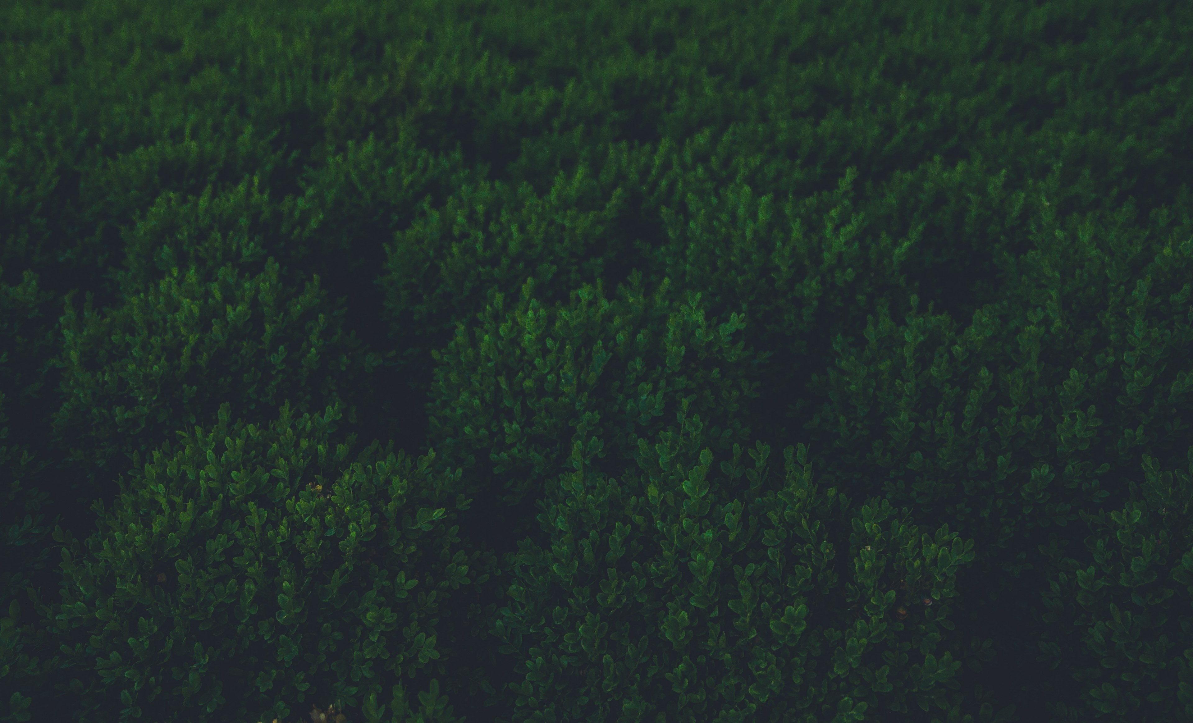 green plant nature and landscaping 4k, HD Wallpaper