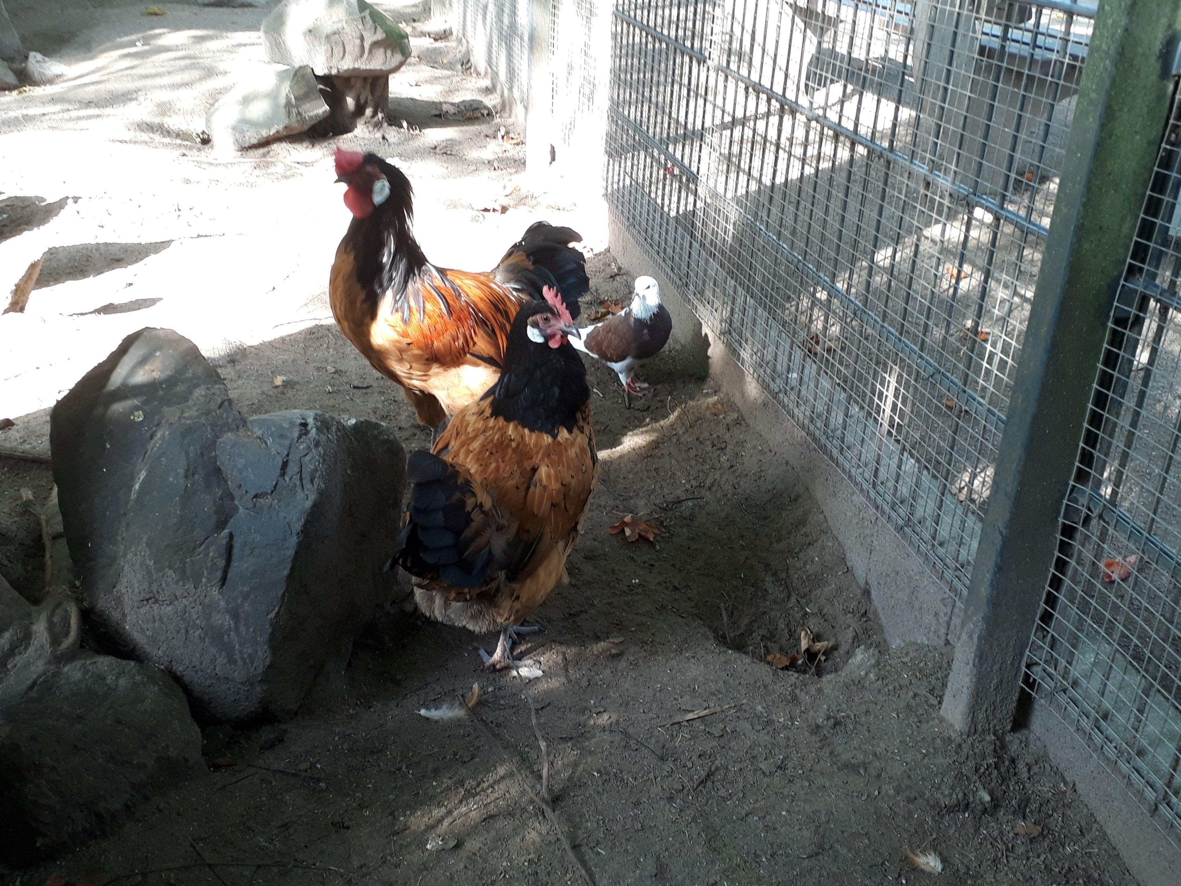 welches ist kein huhn 4k, HD Wallpaper
