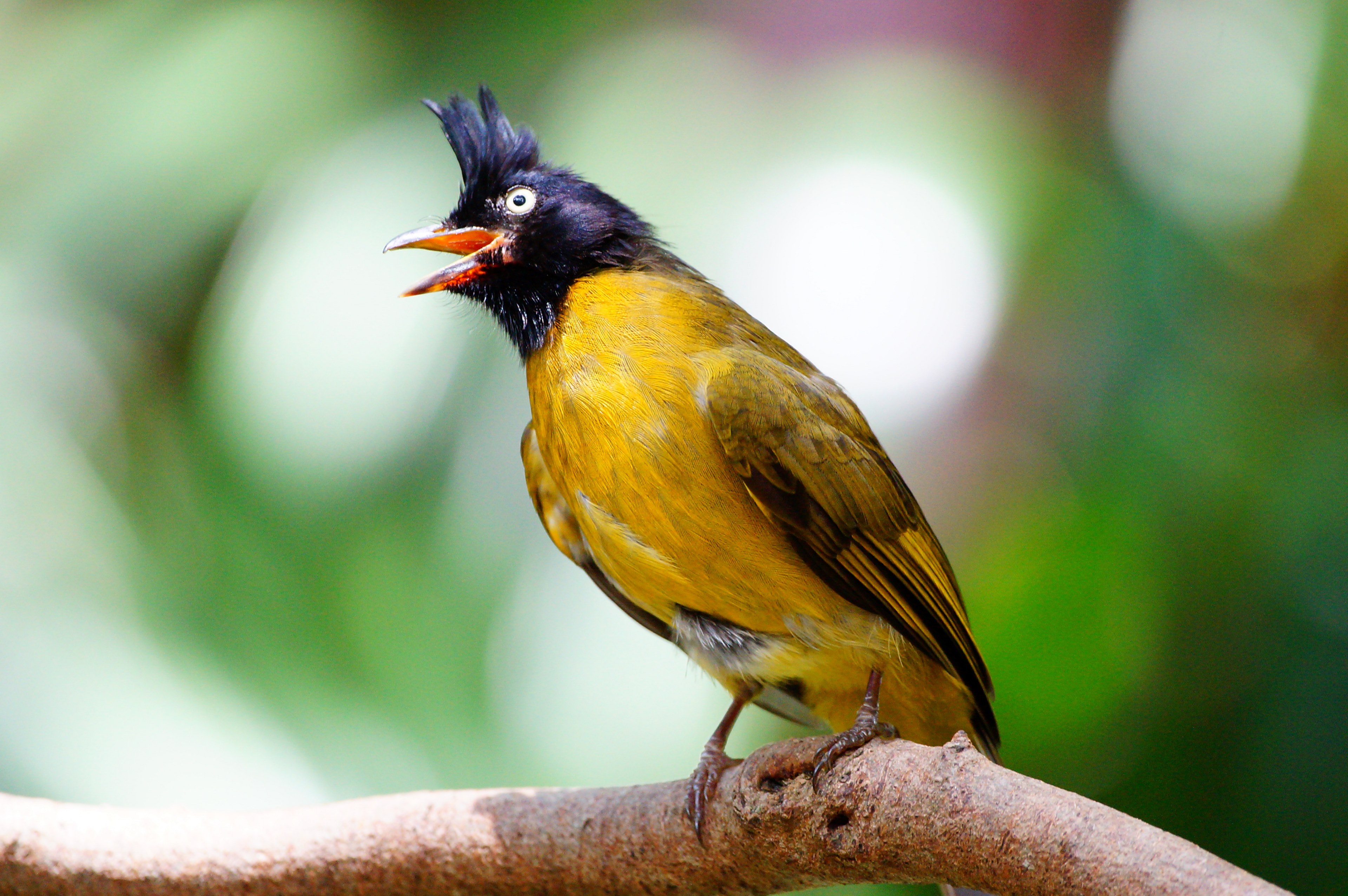 a black headed bird with a yellow belly and an open beak perched on a branch, bird 2 4k, HD Wallpaper