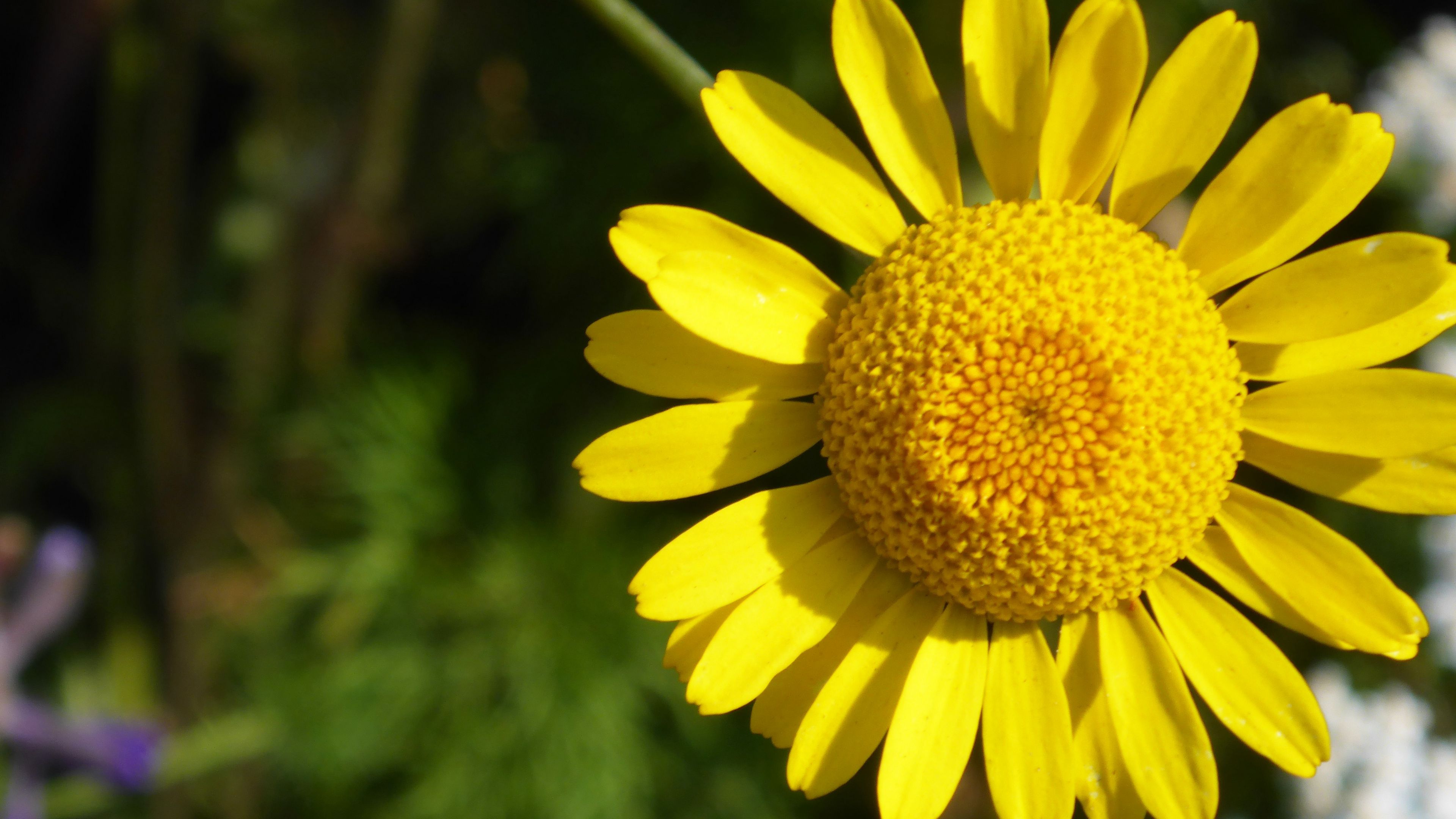 flower, yellow, petals, 4k, HD Wallpaper