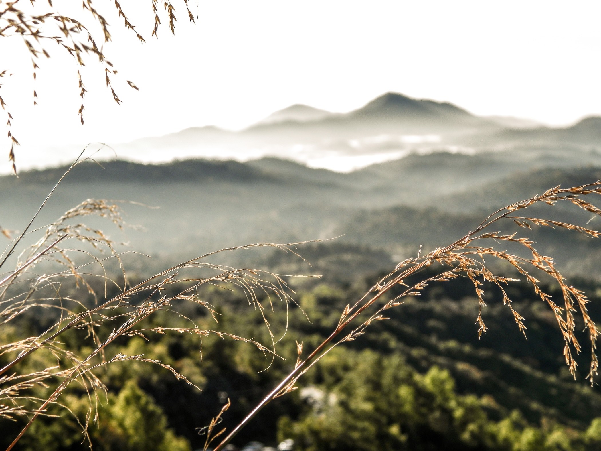 dry blades of grass against a blurry mountain landscape in the background, mountains seen from a patch of grass 4k, HD Wallpaper