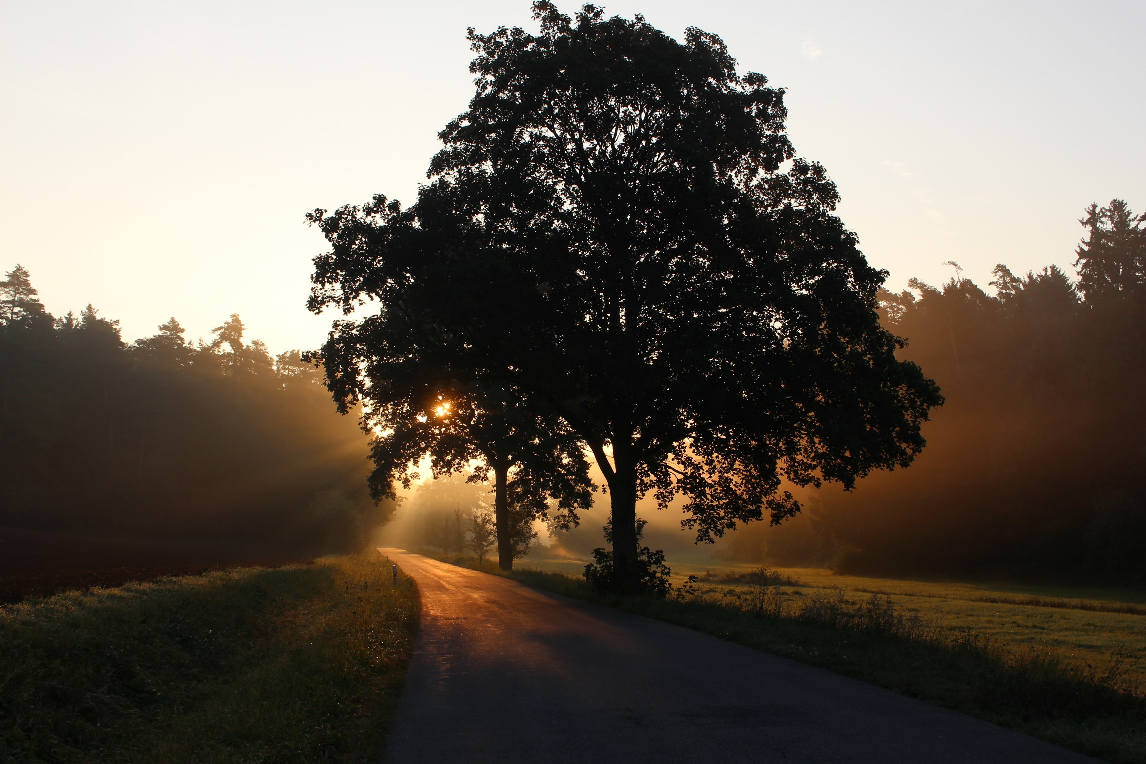 the sun setting behind a tree on a rural country road in bavaria germany, rural bavarian countryside sunset 4k, HD Wallpaper