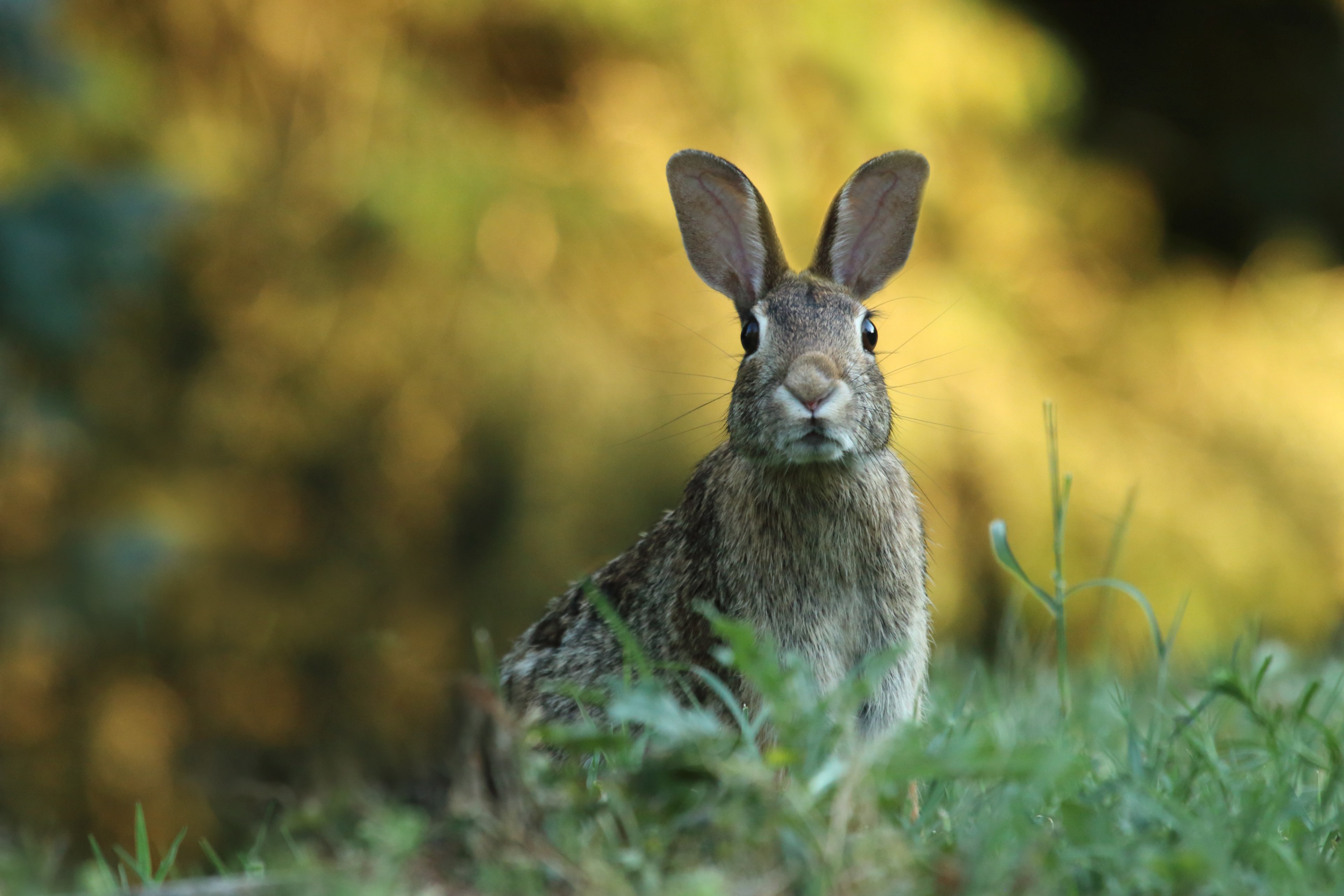 portrait of a wild rabbit alert of predators in a field, a bunny 4k, HD Wallpaper
