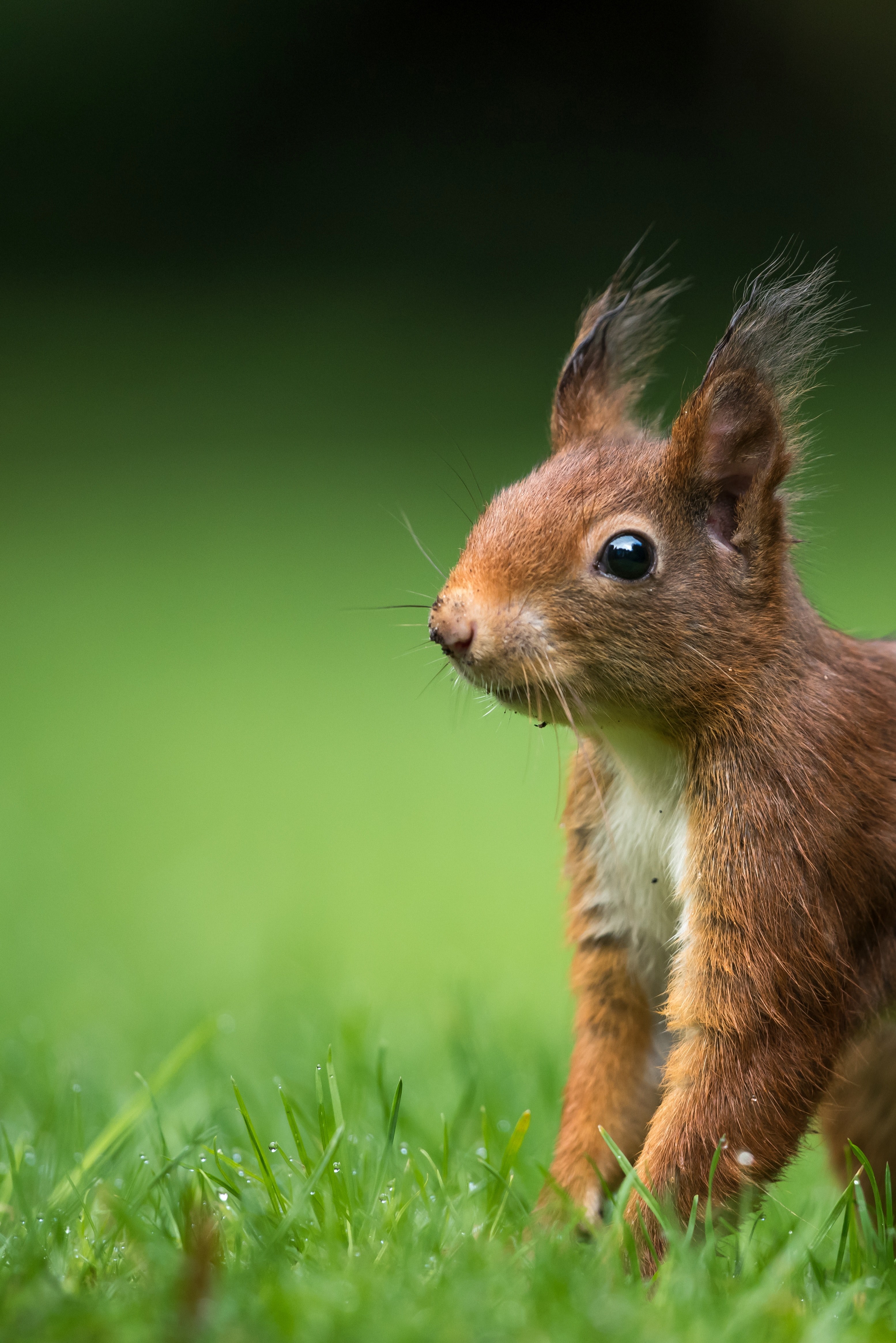 squirrel brown wild and fur hd, 4k, Phone HD Wallpaper