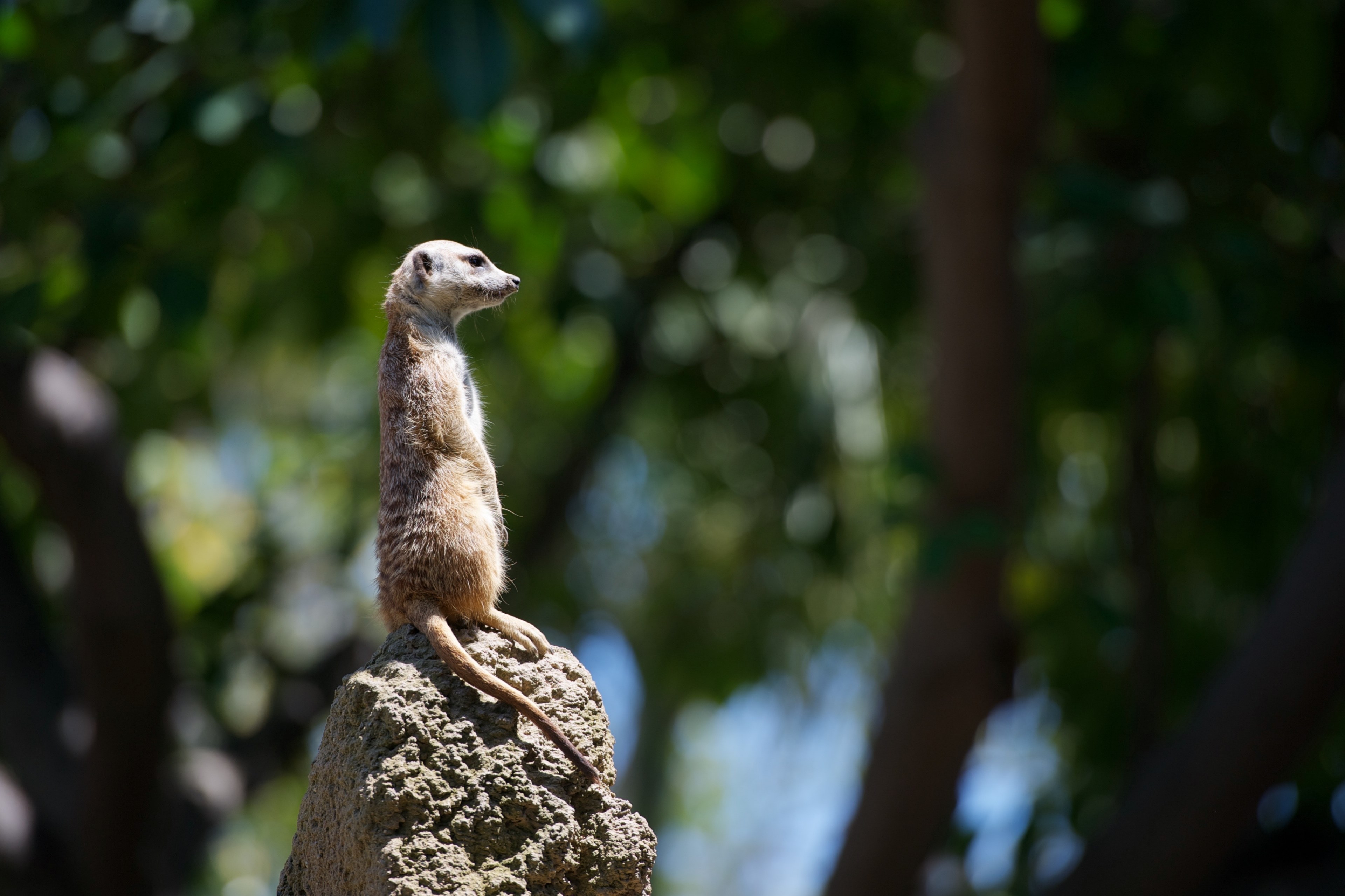 meerkat looking ahead while on top of a rocky structure, meerkat on rock 4k, HD Wallpaper