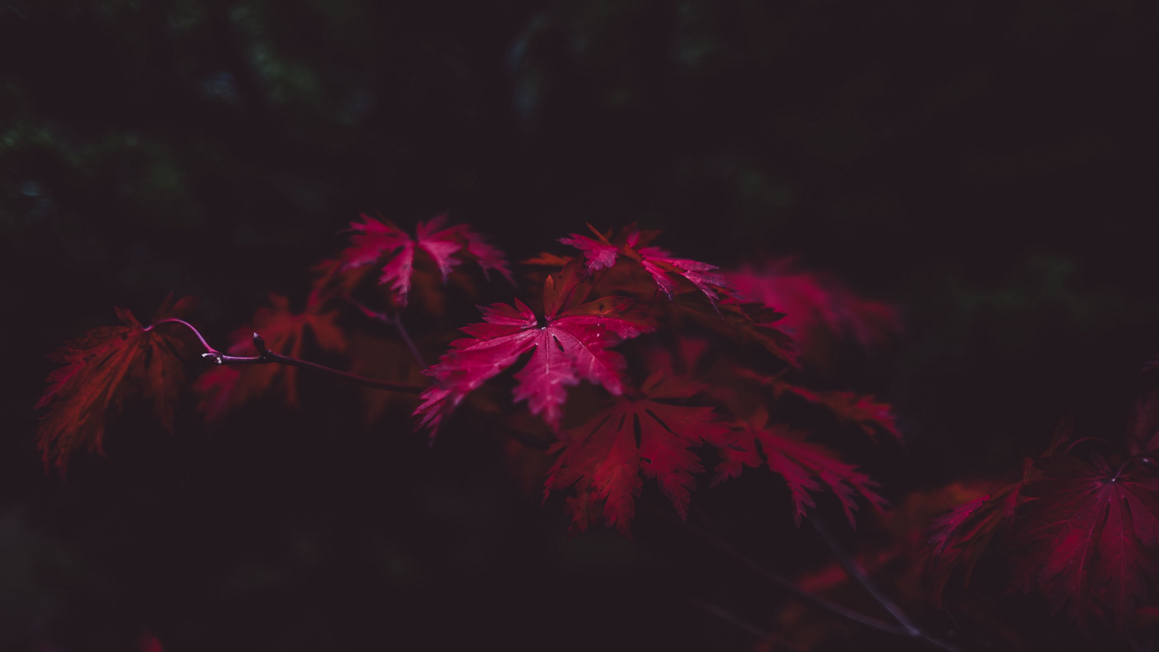 leaves, wood, black, 4k, HD Wallpaper