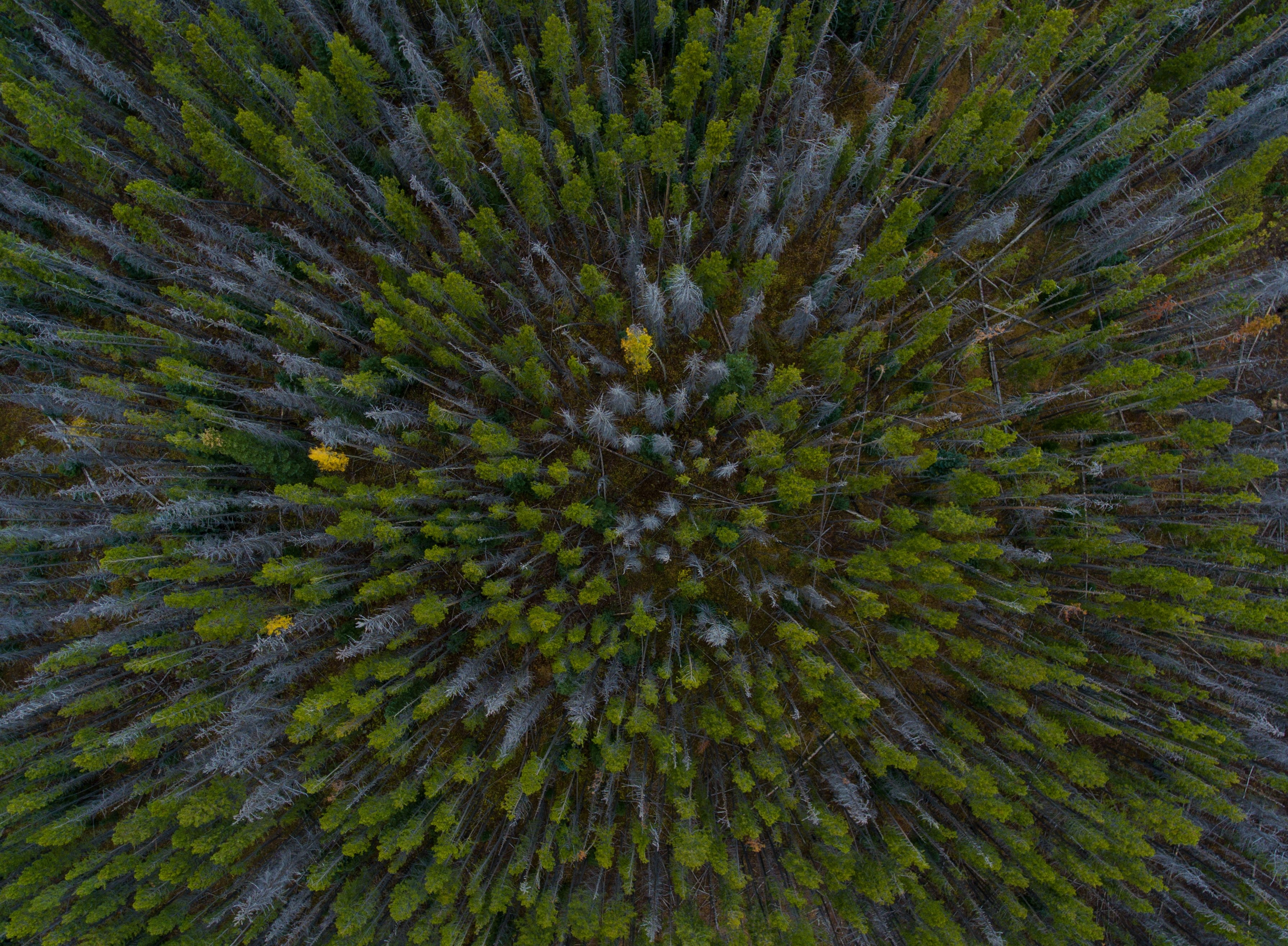 a drone shot of green and gray trees in a forest, green and gray trees 4k, HD Wallpaper