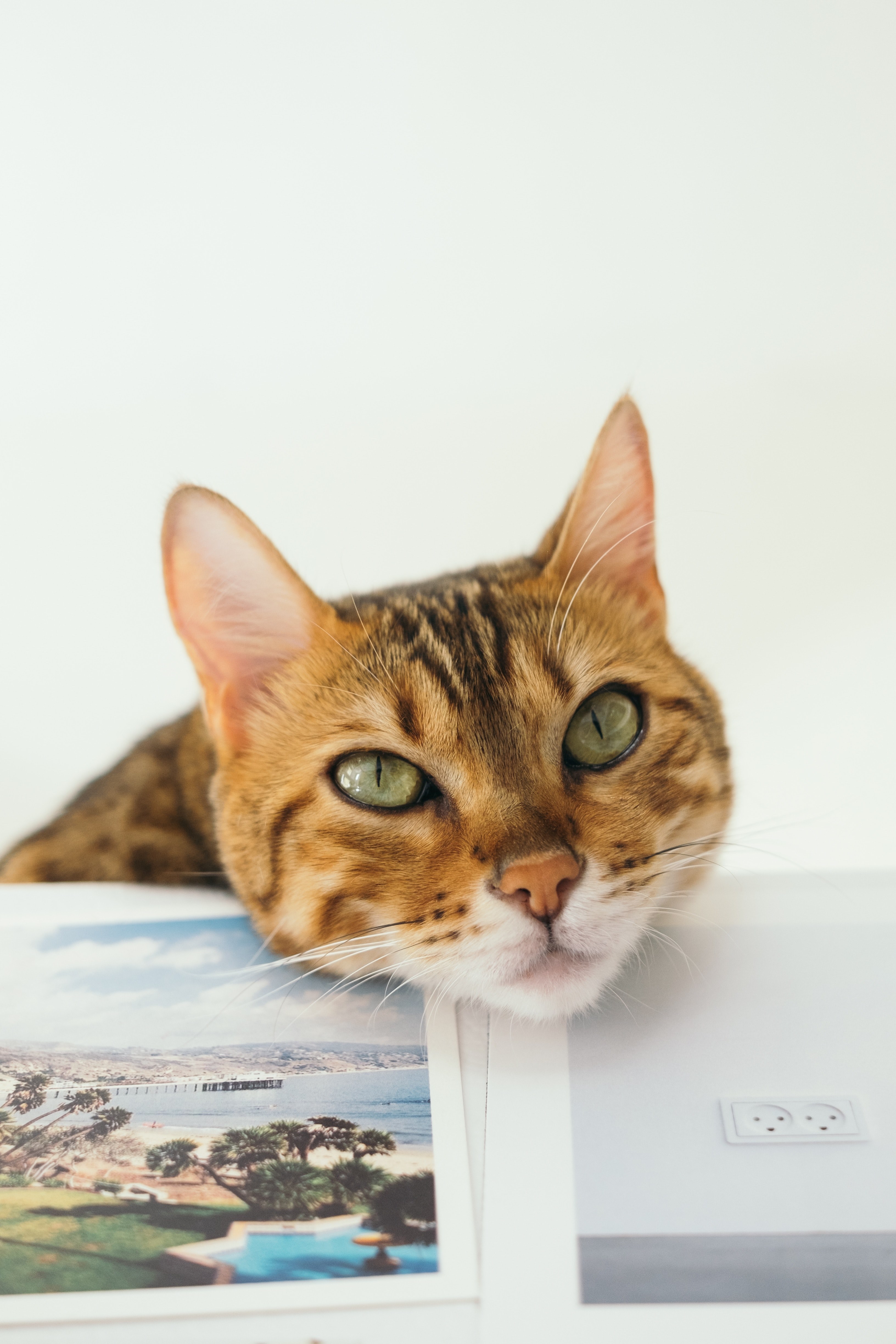 cat feline pet and fur hd, 4k, Phone HD Wallpaper