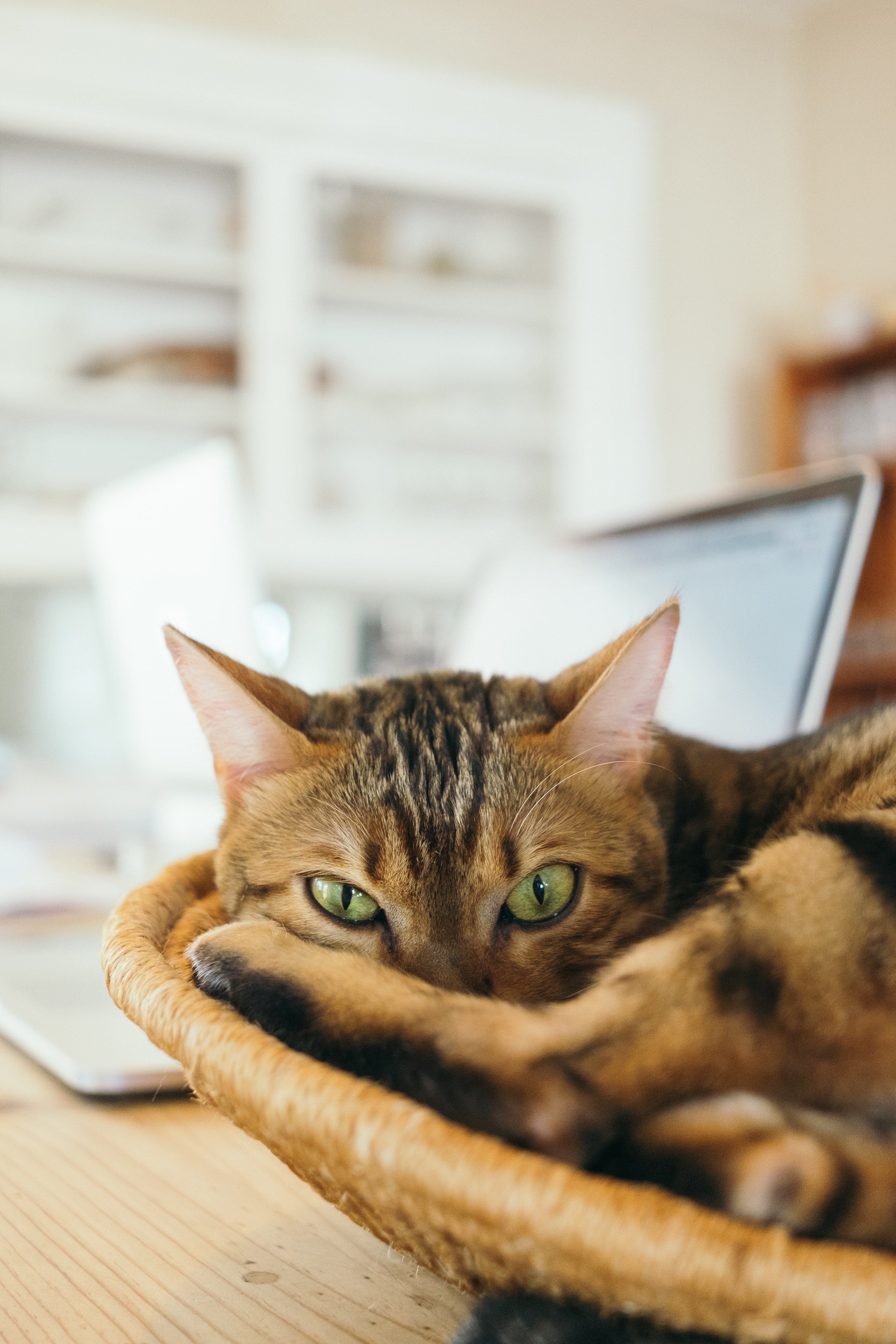 cat feline basket and tabby hd, 4k, Phone HD Wallpaper