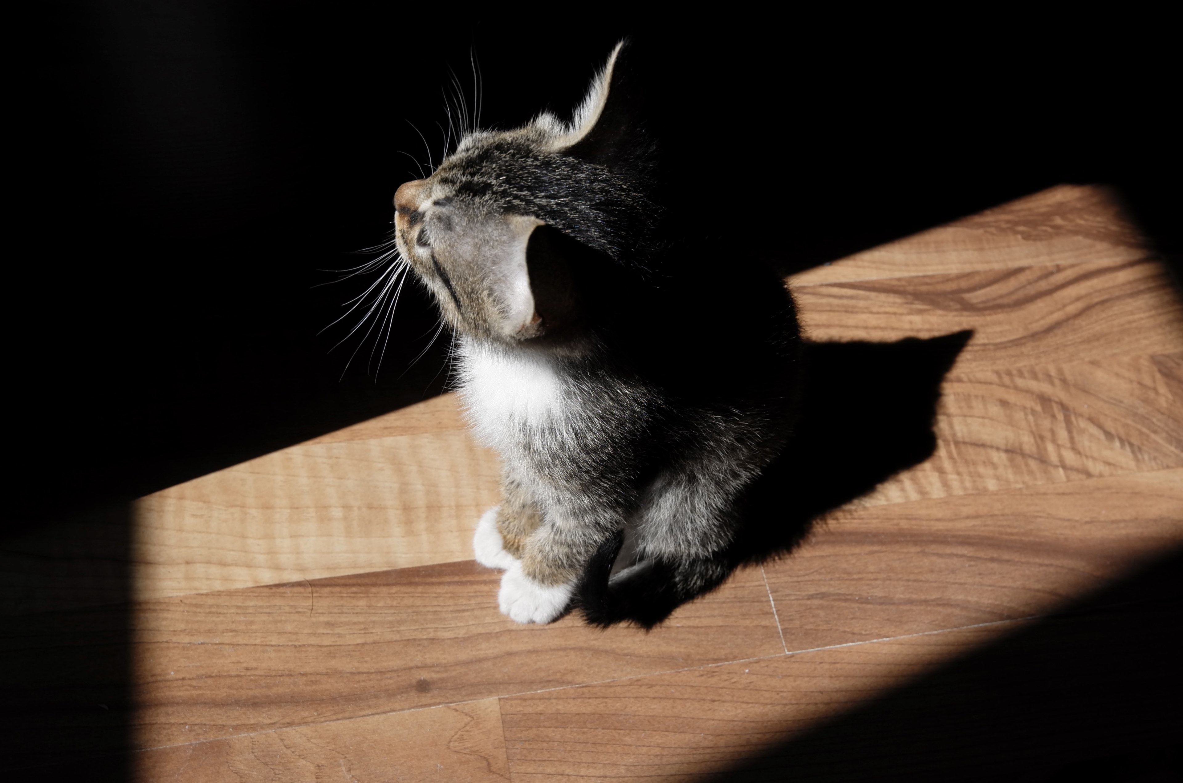 a high angle shot of a tabby kitten sitting in a patch of sunlight on a wooden floor, cat in a sunny patch 4k, HD Wallpaper