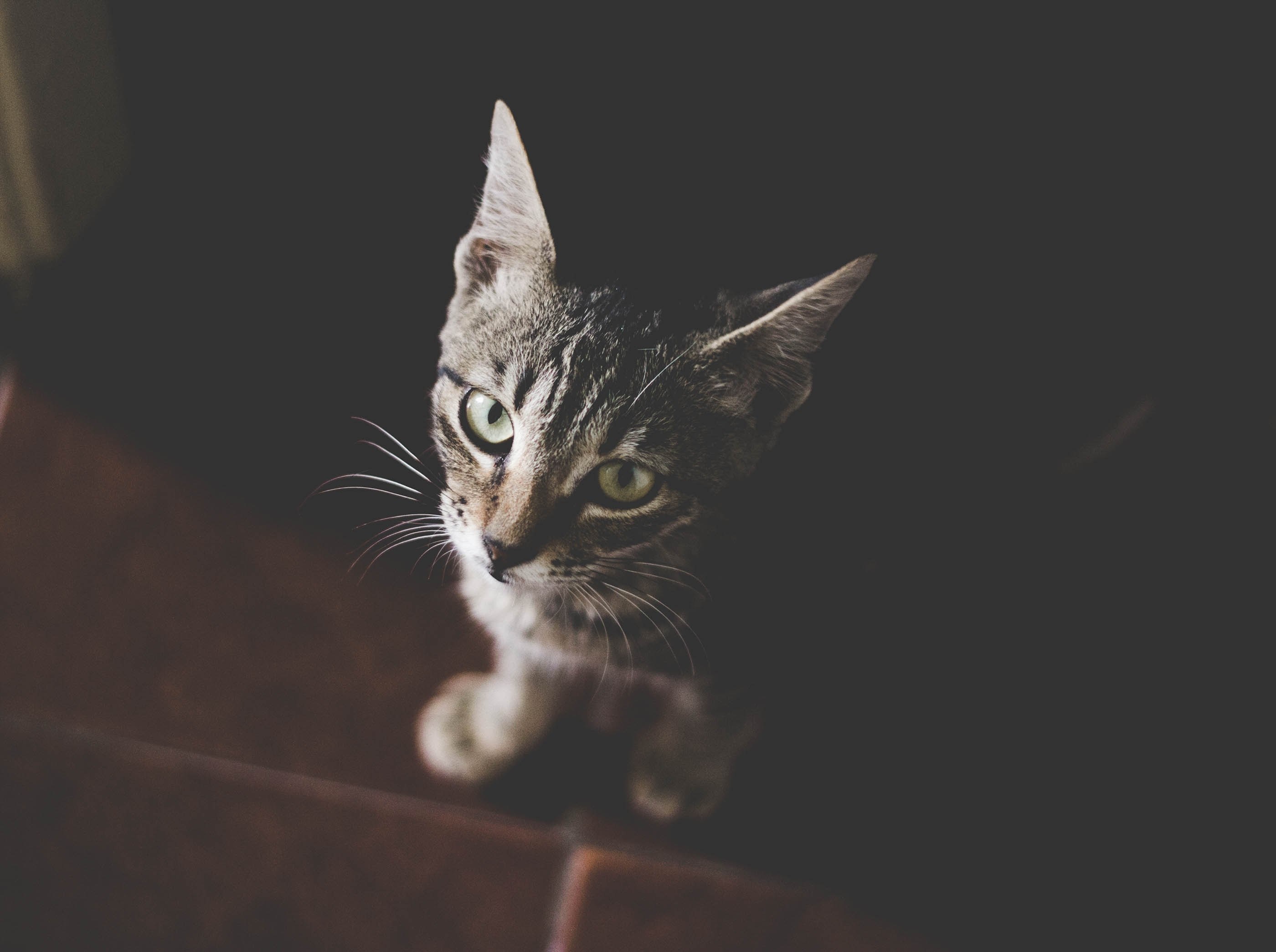 a dim high angle shot of a tabby cat, cat greeting its owner 4k, HD Wallpaper