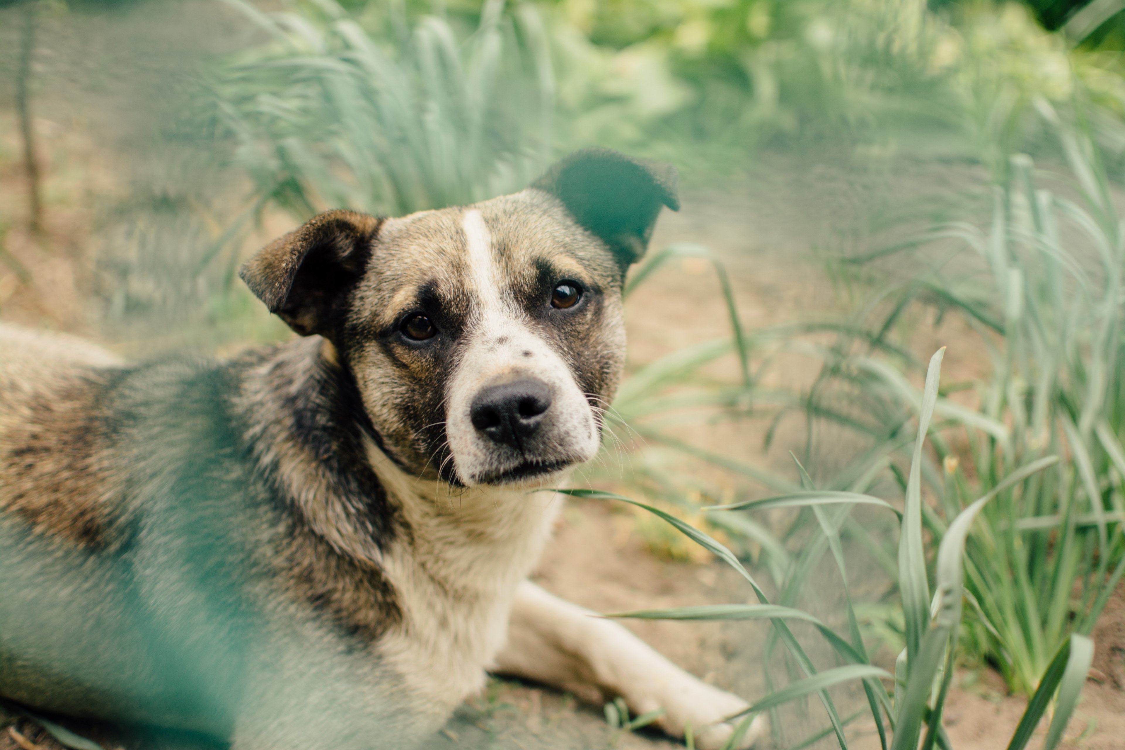 a vigilant dog lying among blades of grass and looking straight at the camera, earnest dog in the grass 4k, HD Wallpaper