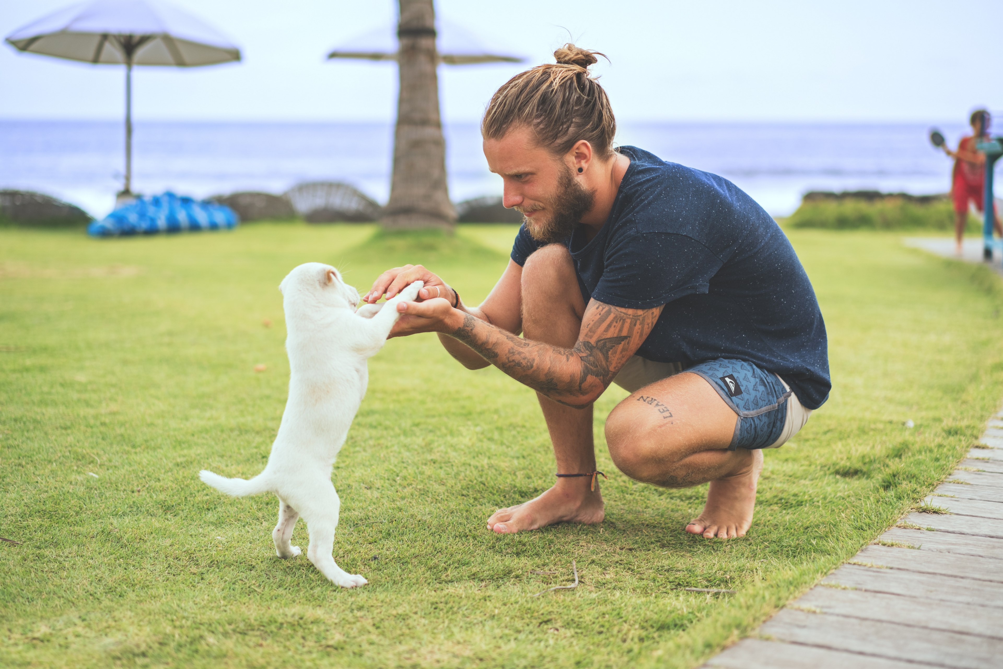 man playing with a dog on a grass field at komune resort amp beach club bali, komune resort beach club bali 4k, HD Wallpaper