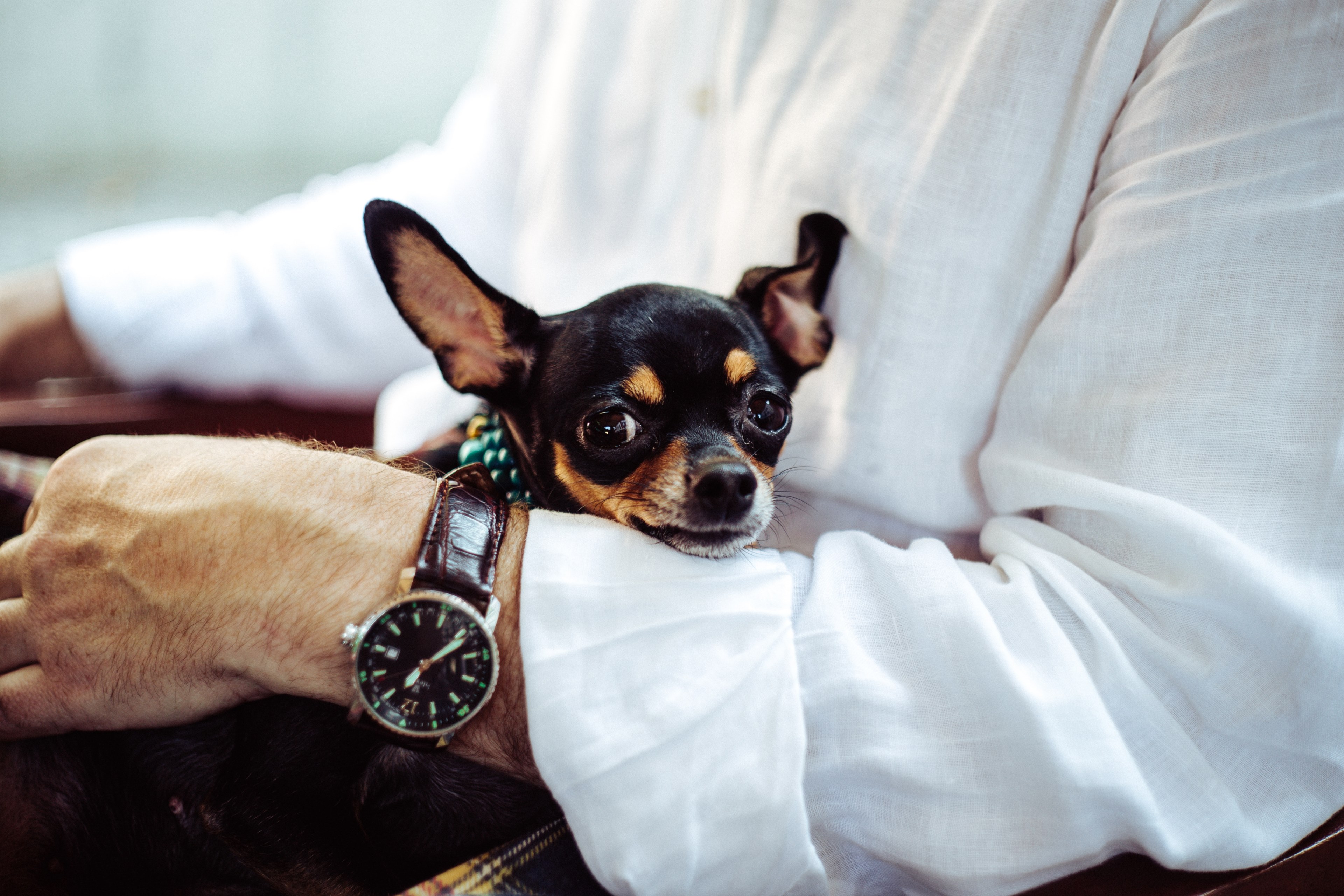 a small chihuahua on the lap of a man in a white shirt, lap dog 4k, HD Wallpaper
