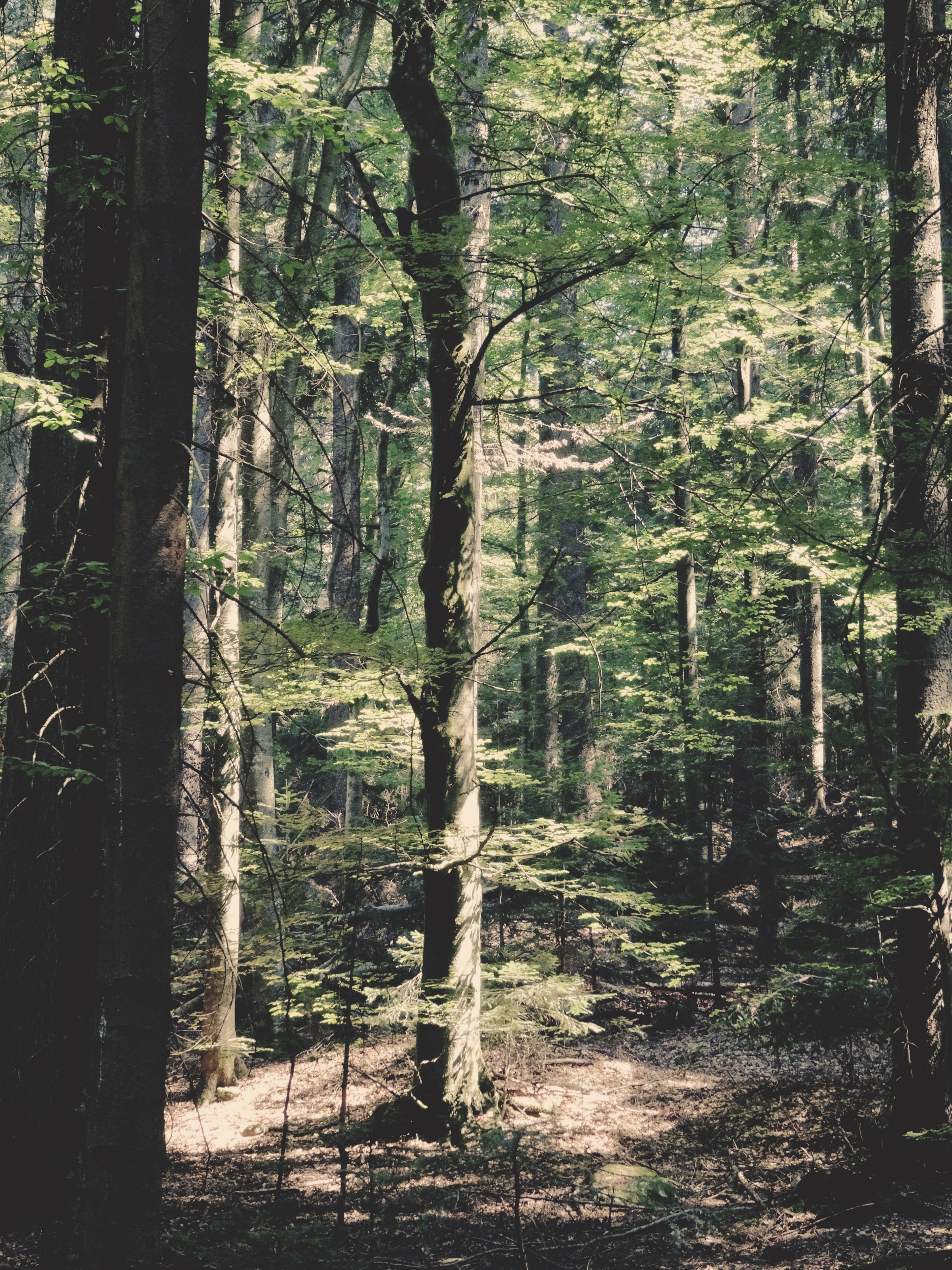 tree forest wood and leaf hd, 4k, Phone HD Wallpaper