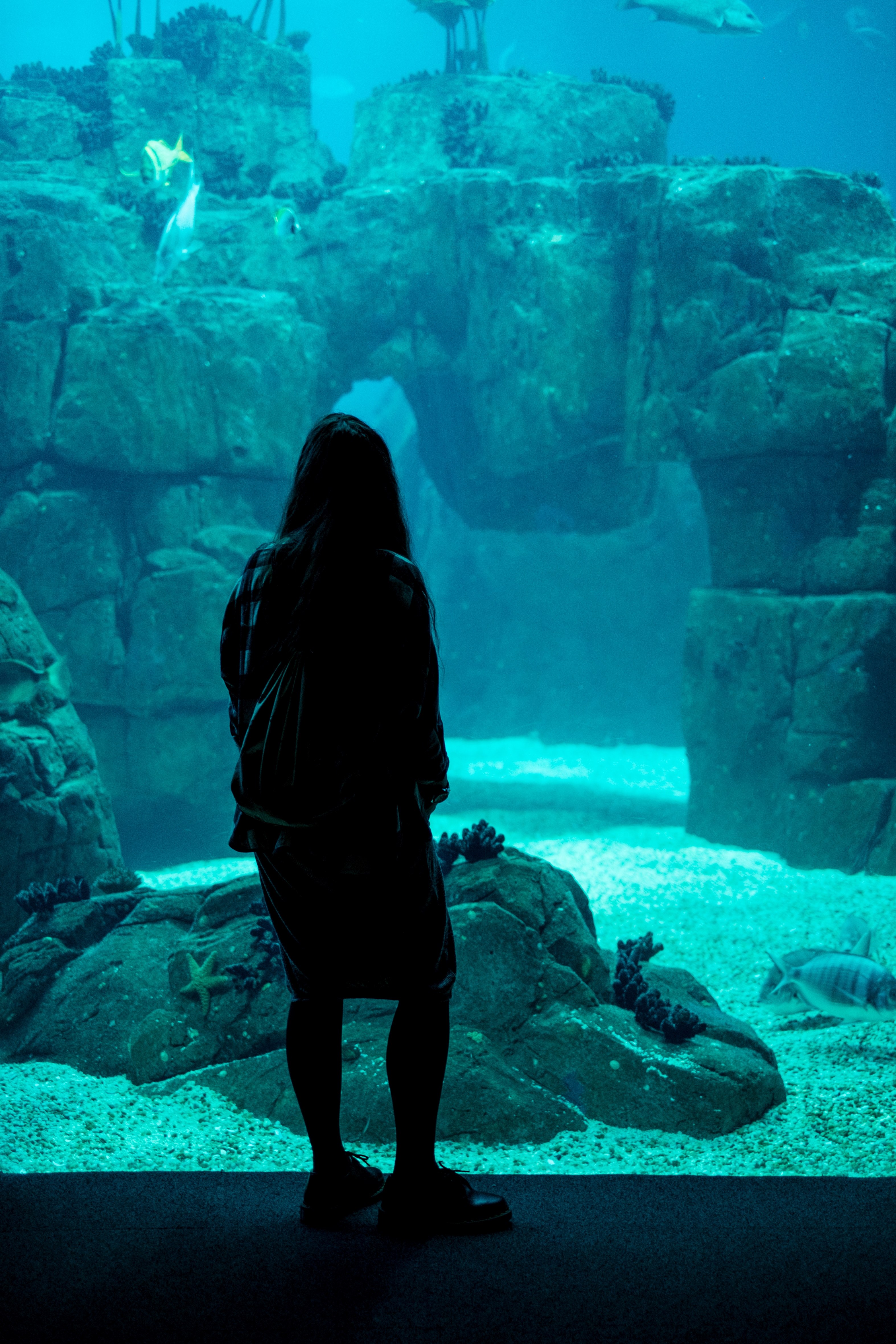 silhouette blue aquarium and oceanarium hd, 4k, Phone HD Wallpaper
