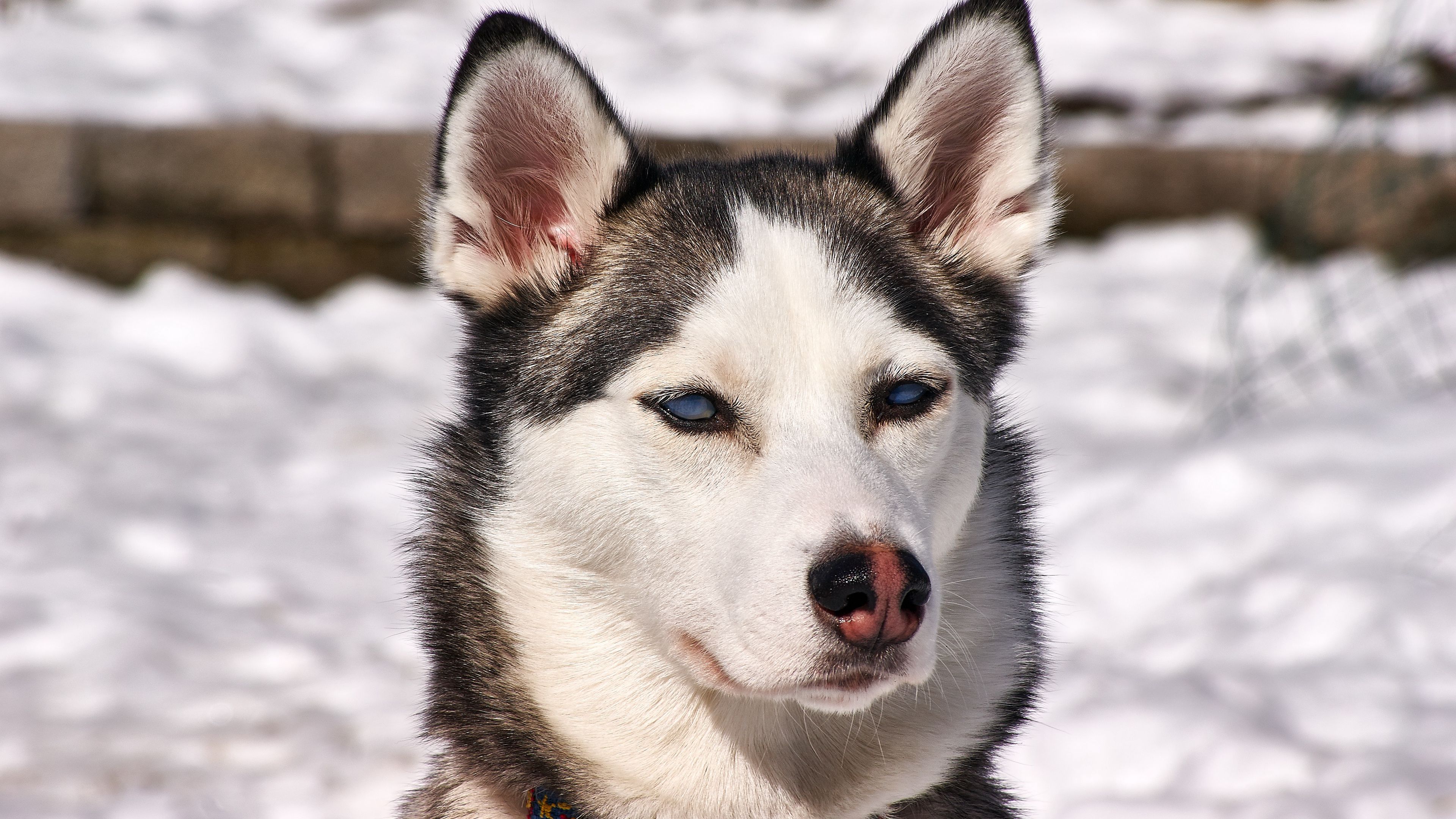husky, dog, muzzle, snow, 4k, HD Wallpaper