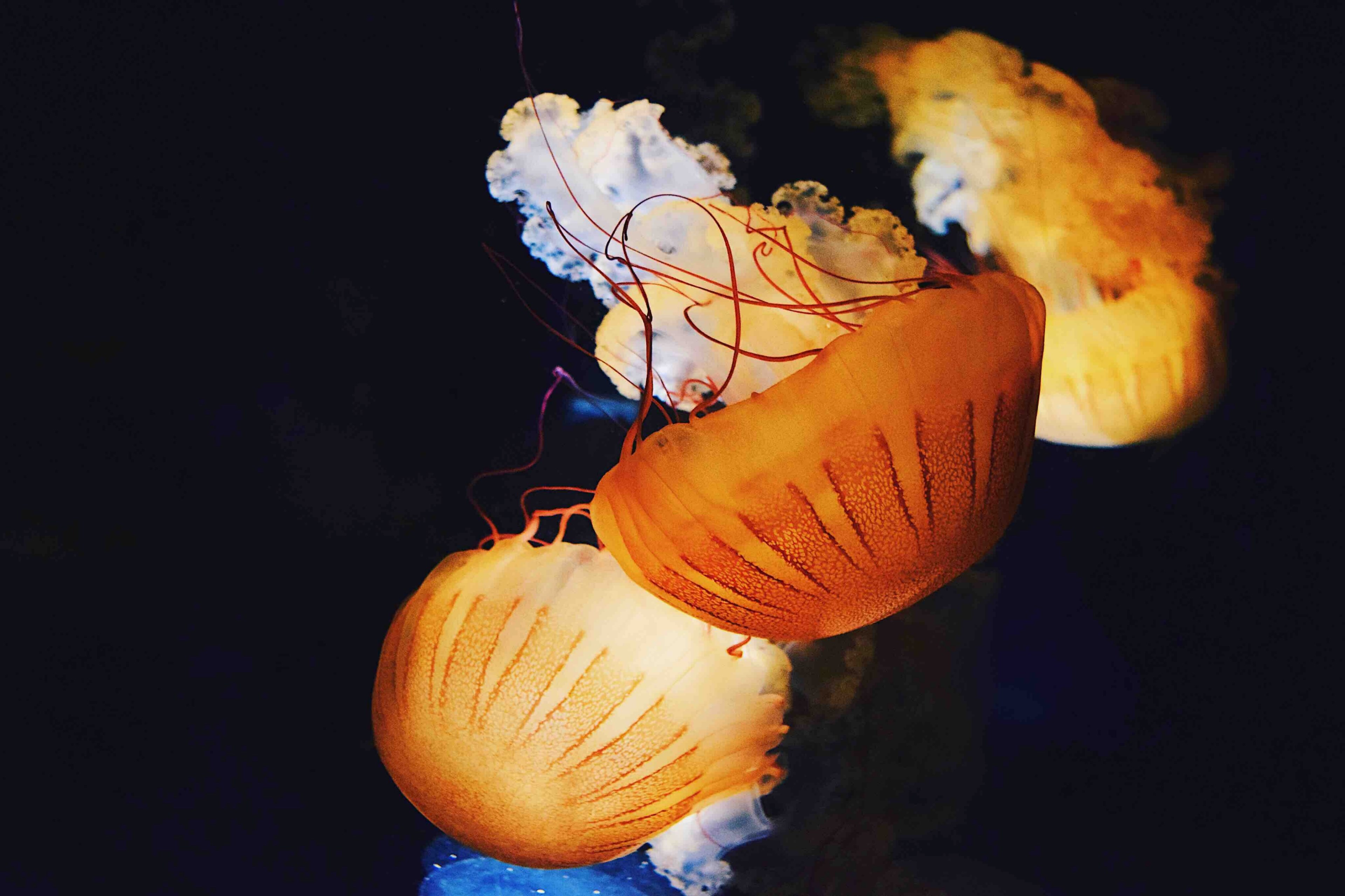 jellyfish underwater marine life and invertebrate 4k, HD Wallpaper