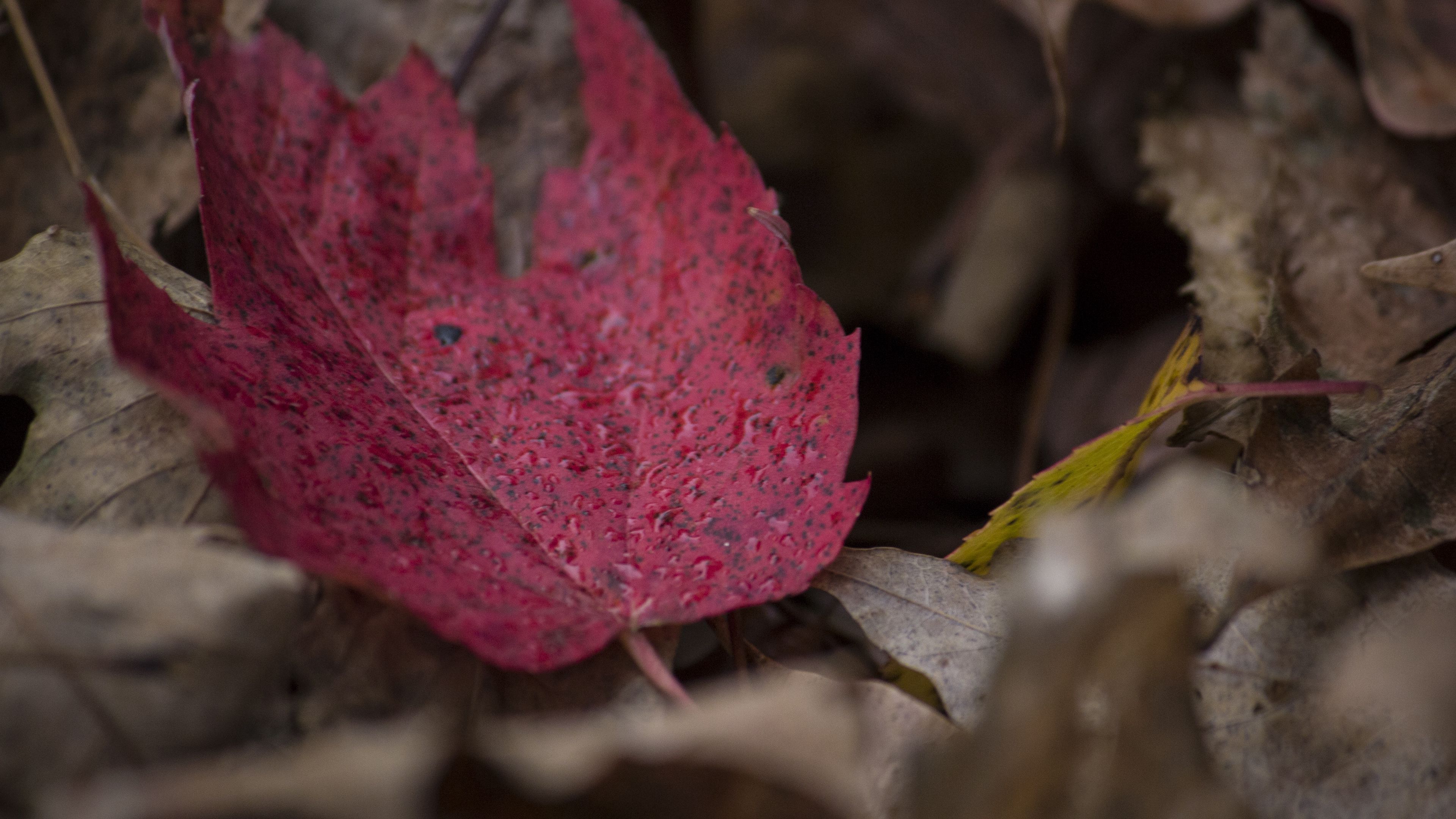 maple, leaf, autumn, fallen, 4k, HD Wallpaper