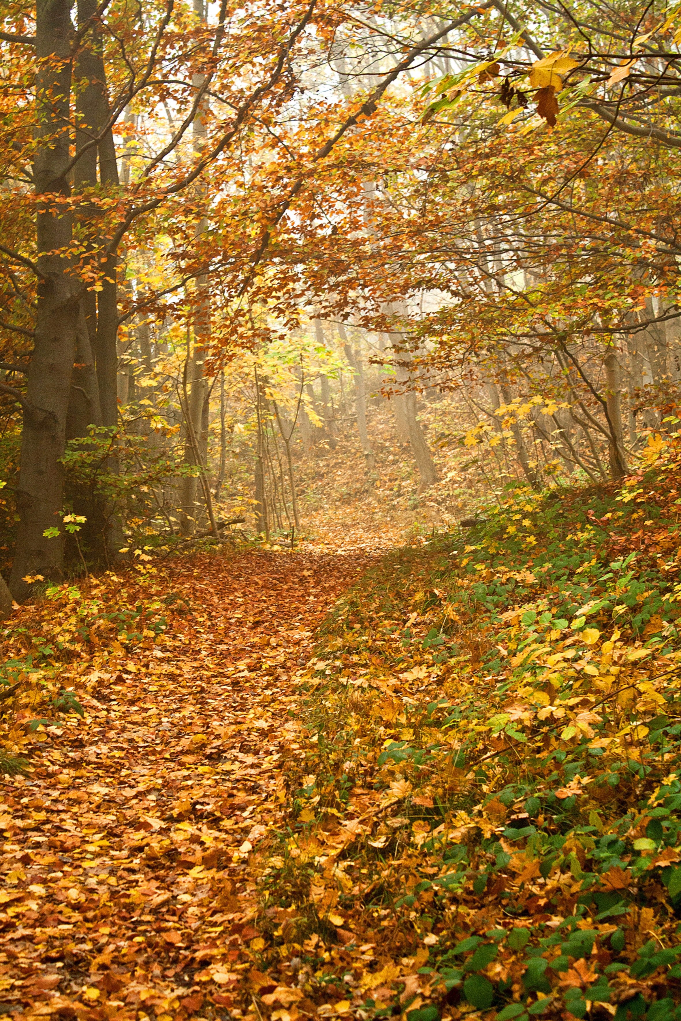 a trail through a forest in harz covered with a thick layer of autumn leaves, autumn leaves on a trail 4k, Phone HD Wallpaper