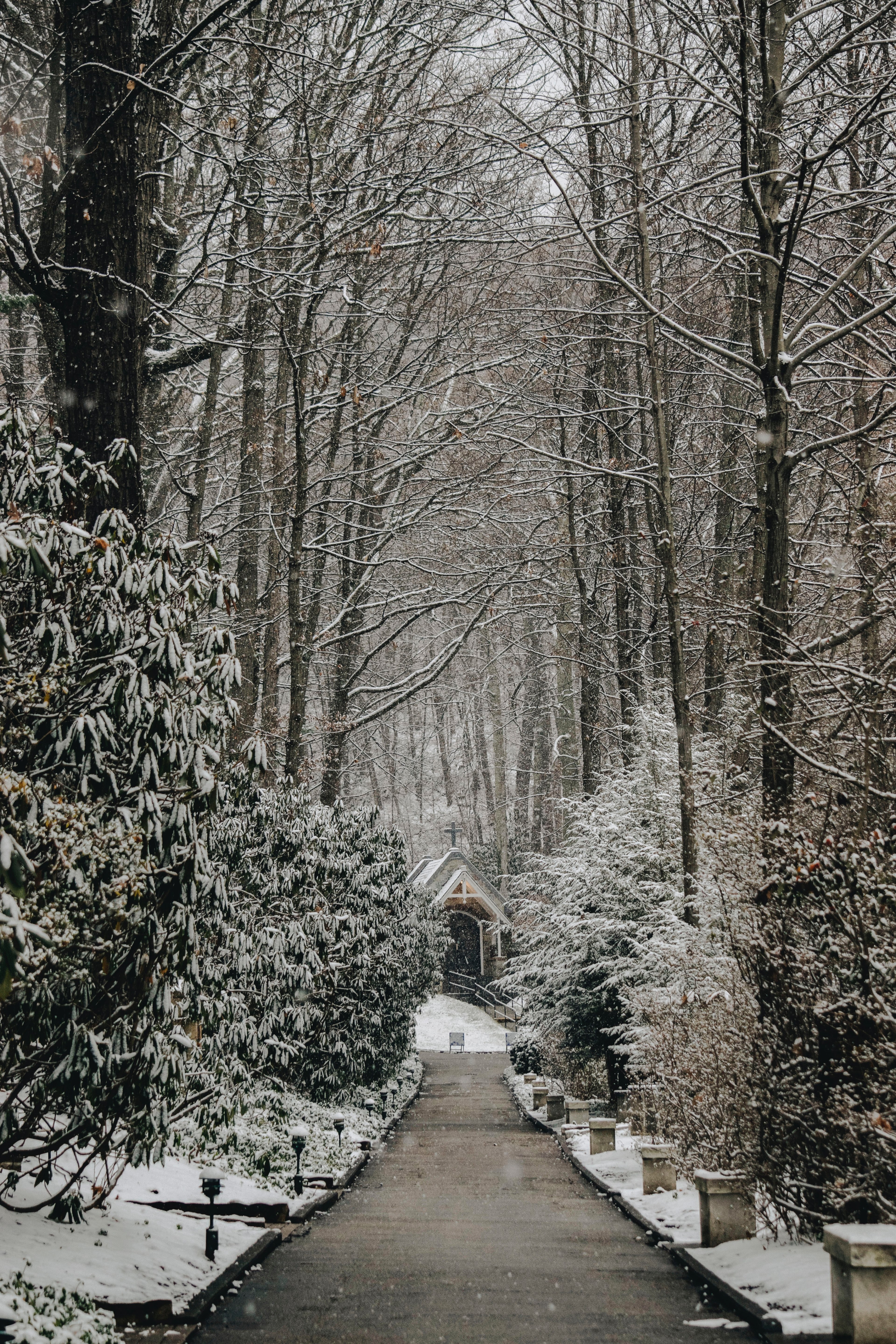 tree woodland forest and snow hd, 4k, Phone HD Wallpaper