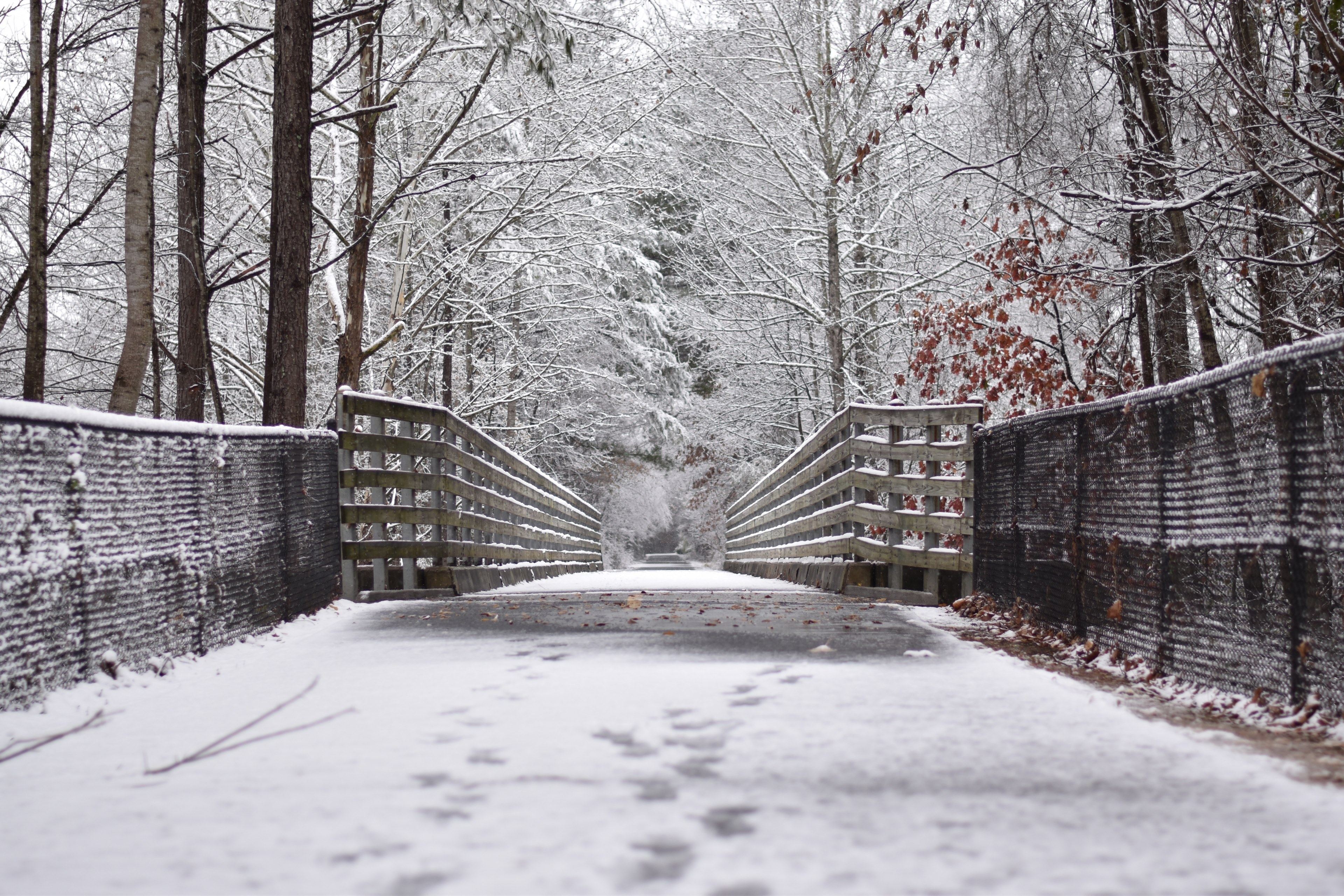 bridge wooden tree and woodland 4k, HD Wallpaper