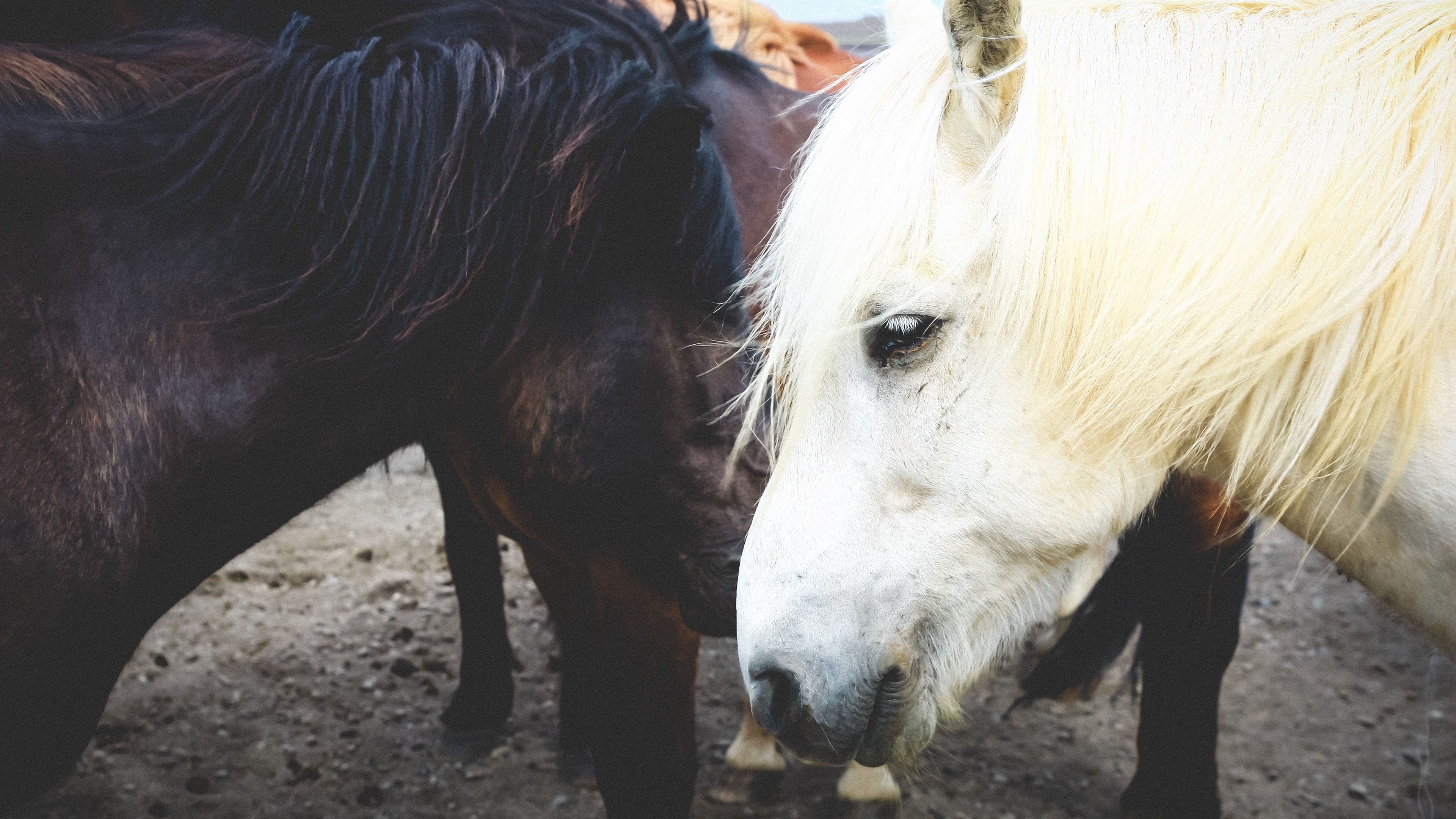 horse, couple, mane, 4k, HD Wallpaper