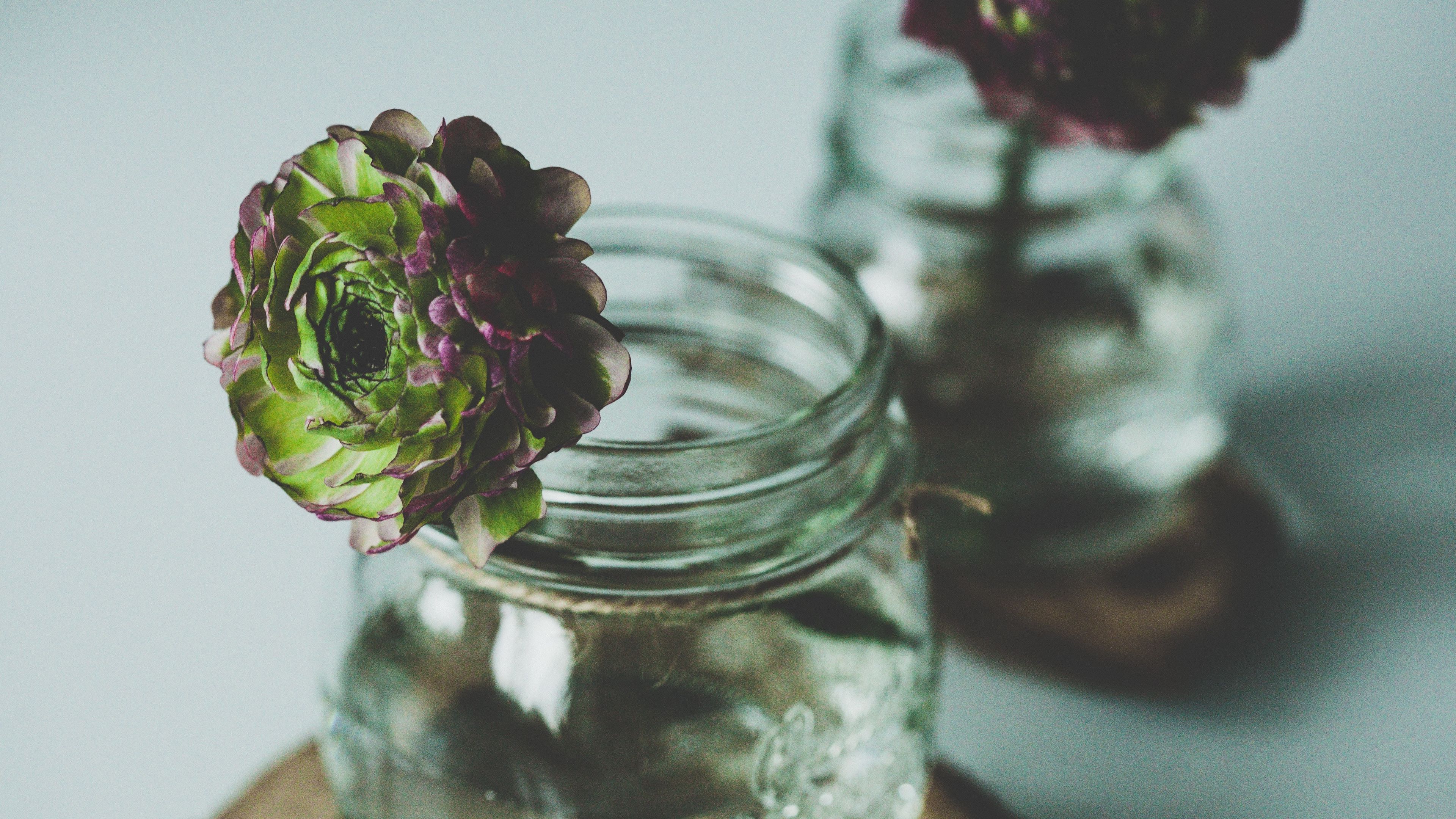 flower, bank, bud, 4k, HD Wallpaper