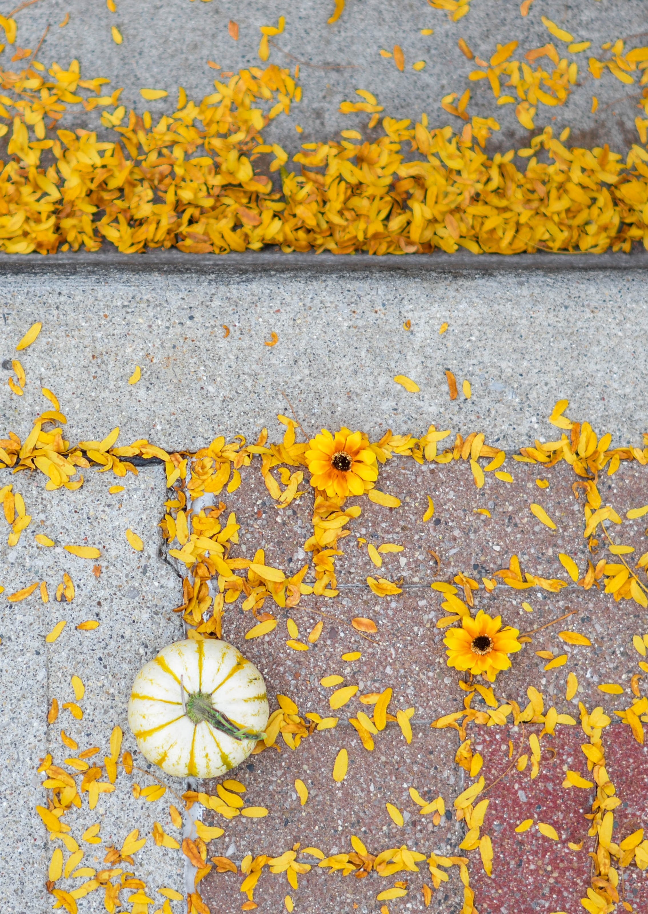 sunflower leaves on ground yellow and thanksgiving hd, 4k, Phone HD Wallpaper