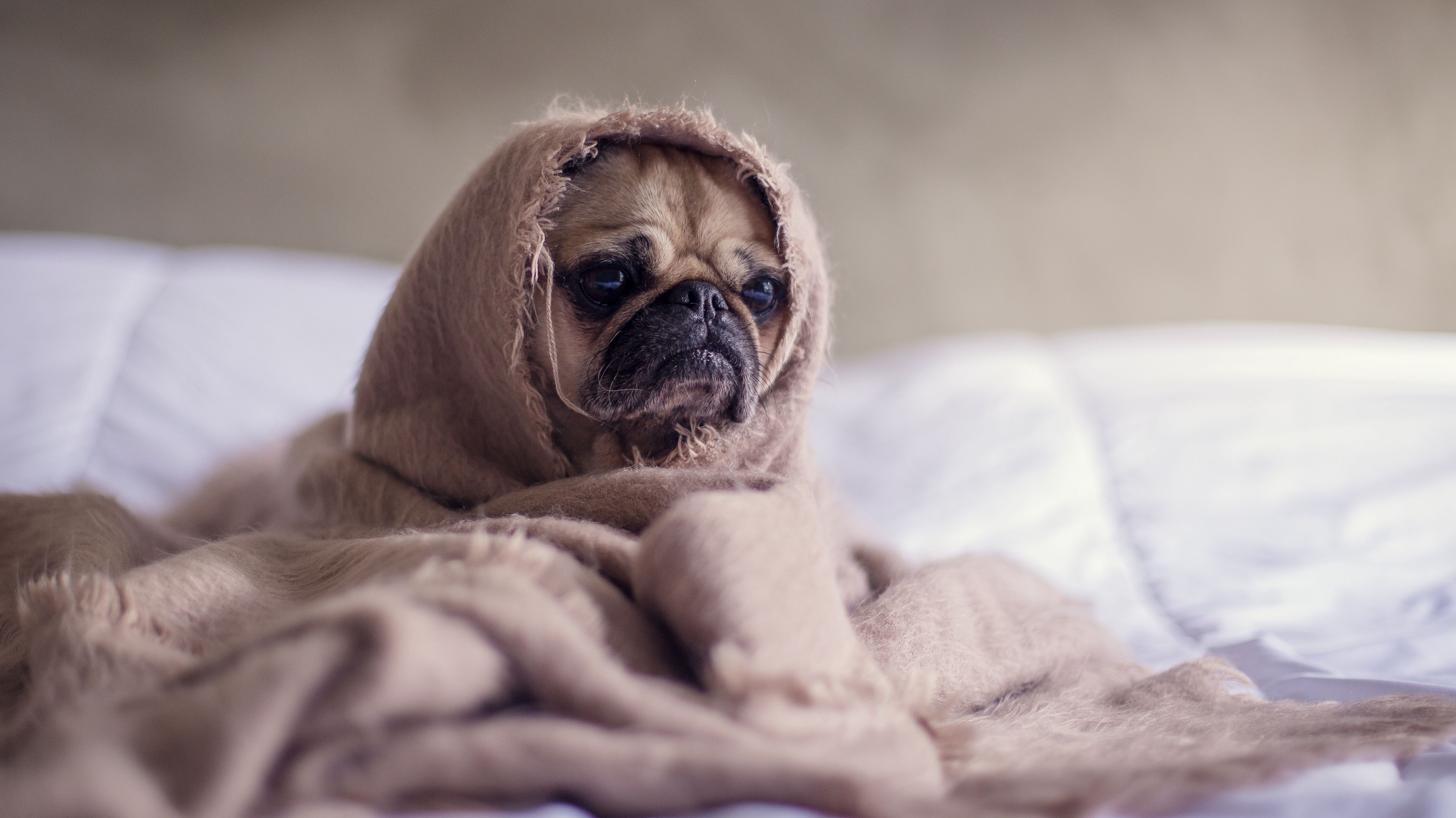 pug, dog, blanket, 4k, HD Wallpaper
