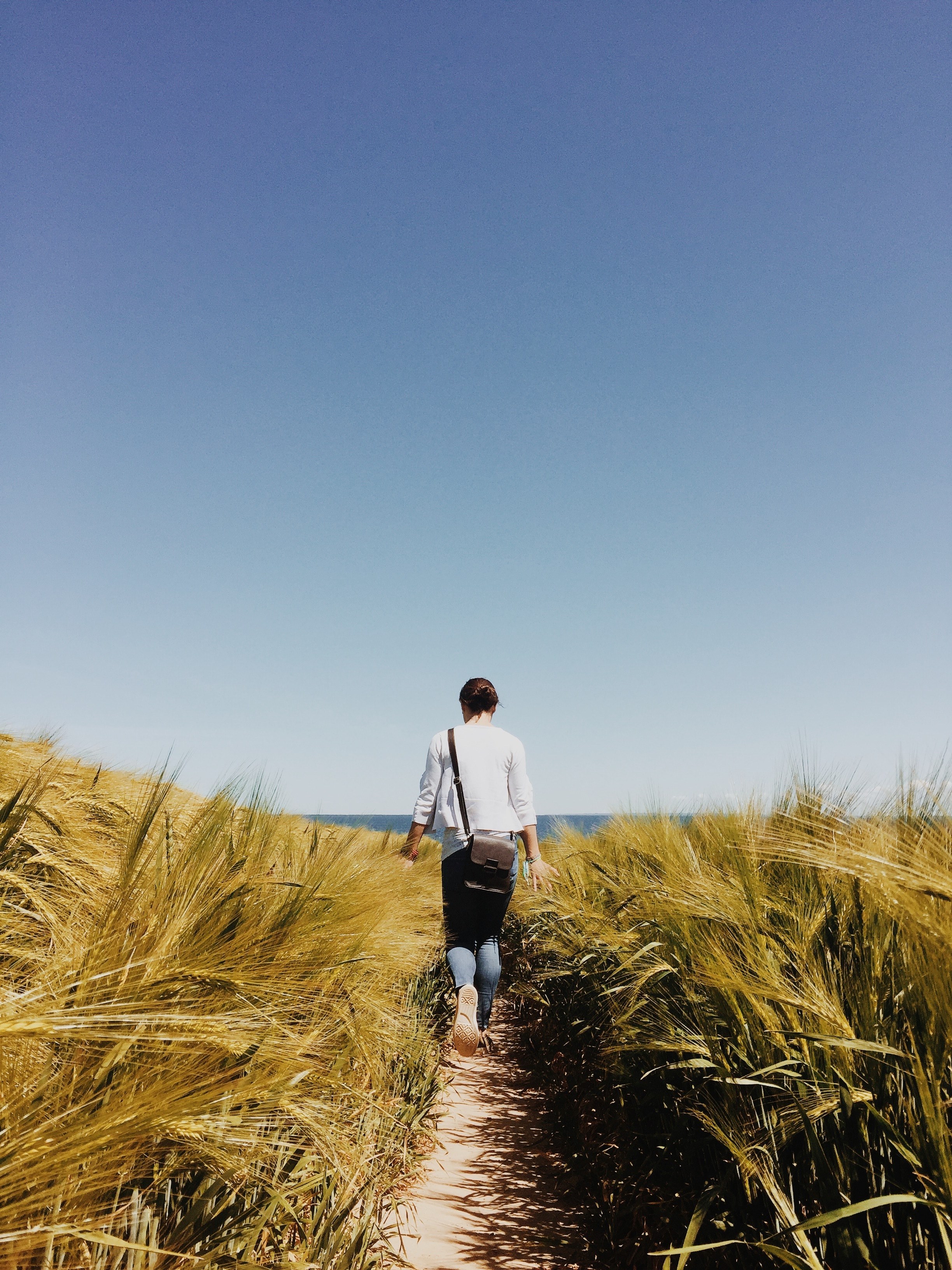 person field path and wheat hd, 4k, Phone HD Wallpaper