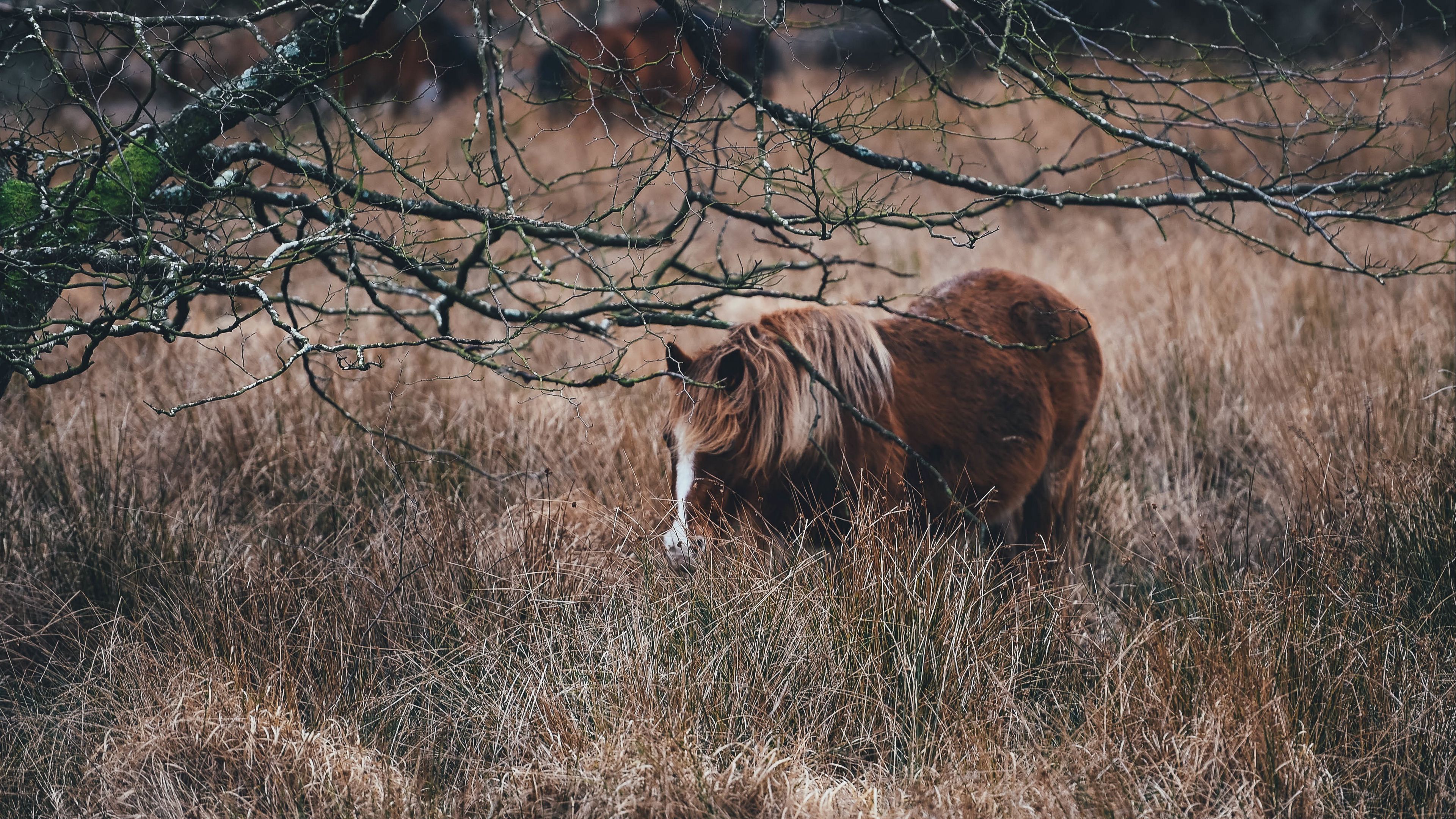 pony, horse, grass, pasture, 4k, HD Wallpaper