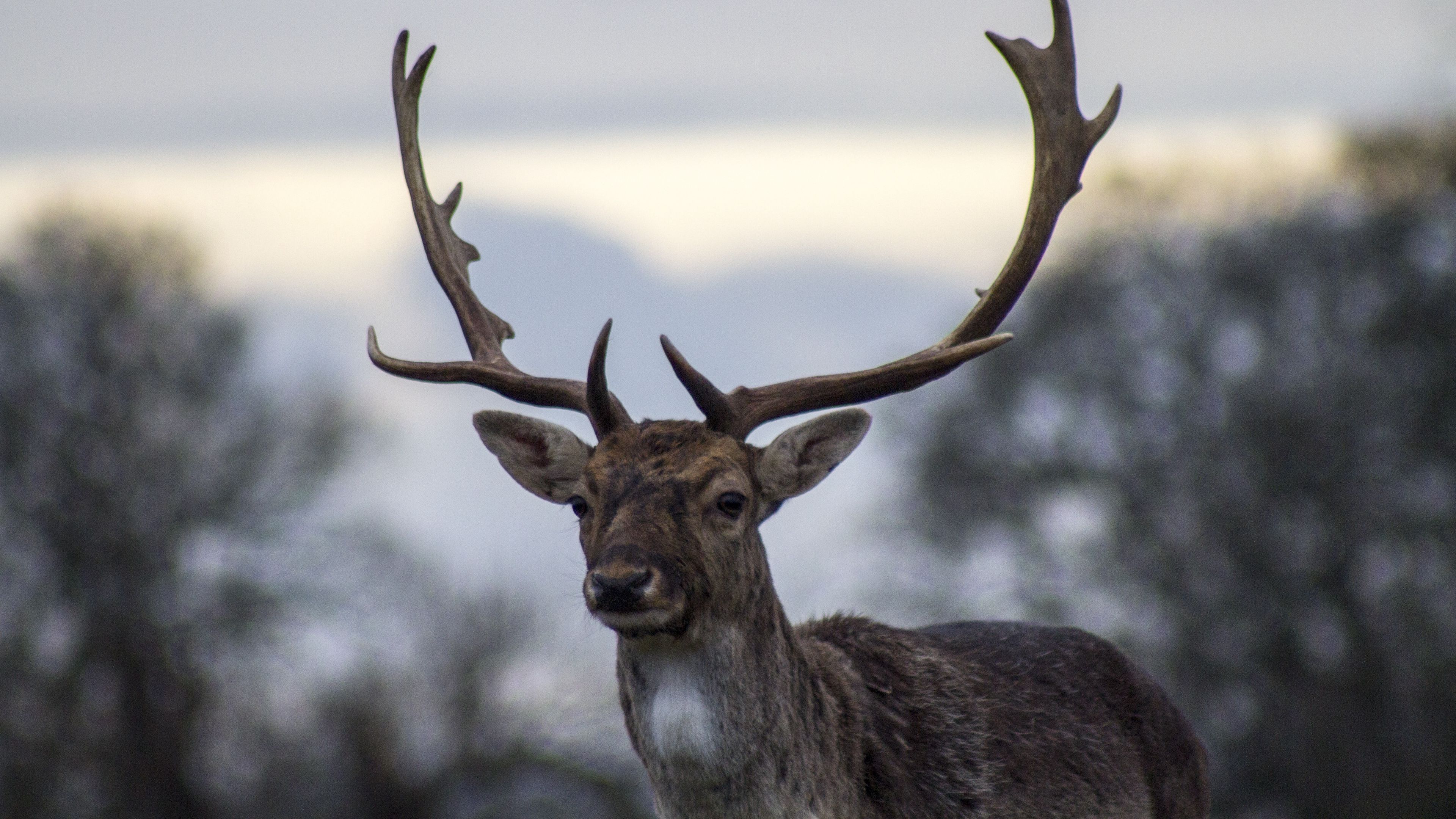 deer, antlers, blur, 4k, HD Wallpaper