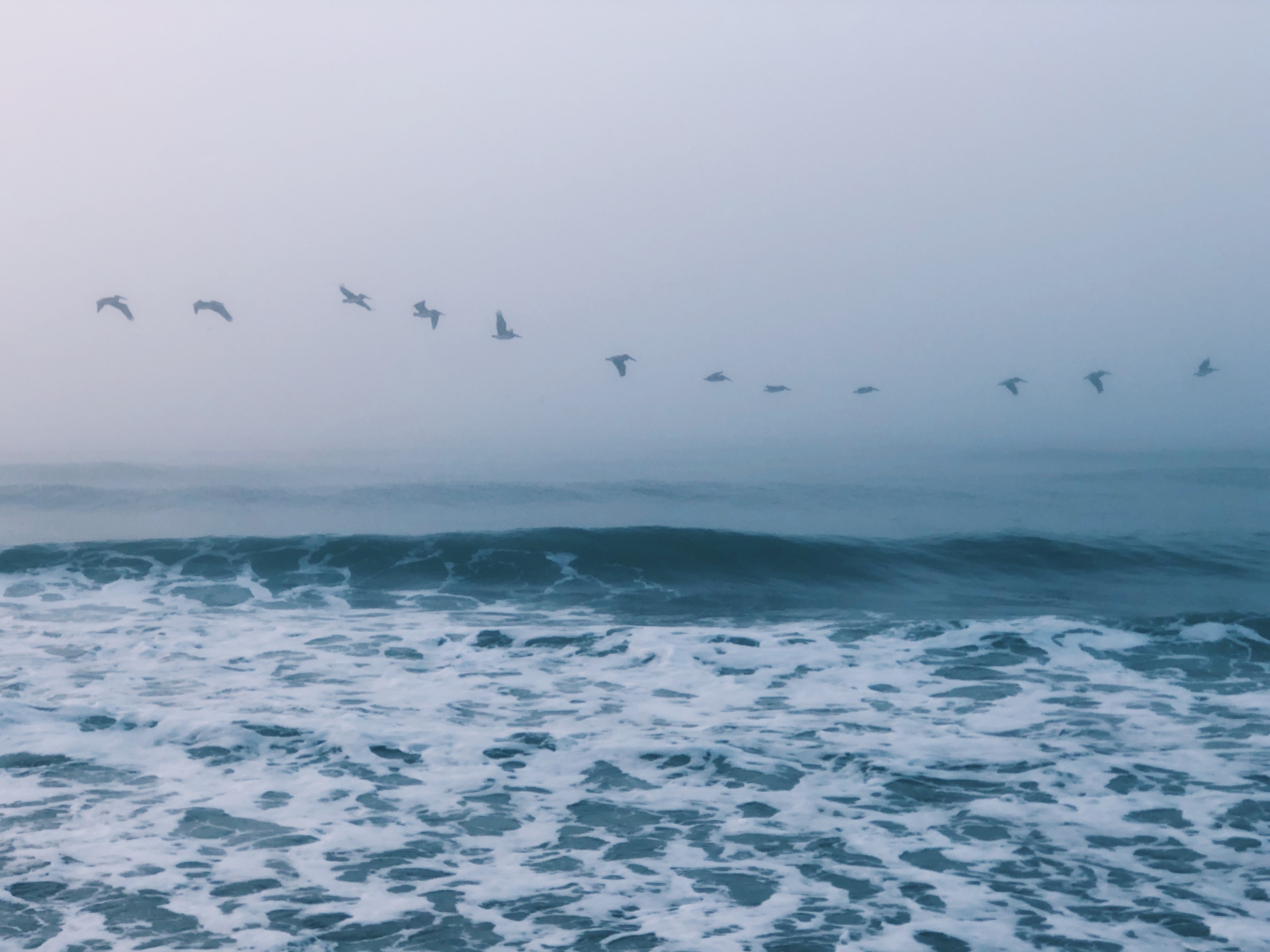 sea ocean water and birds 4k, HD Wallpaper