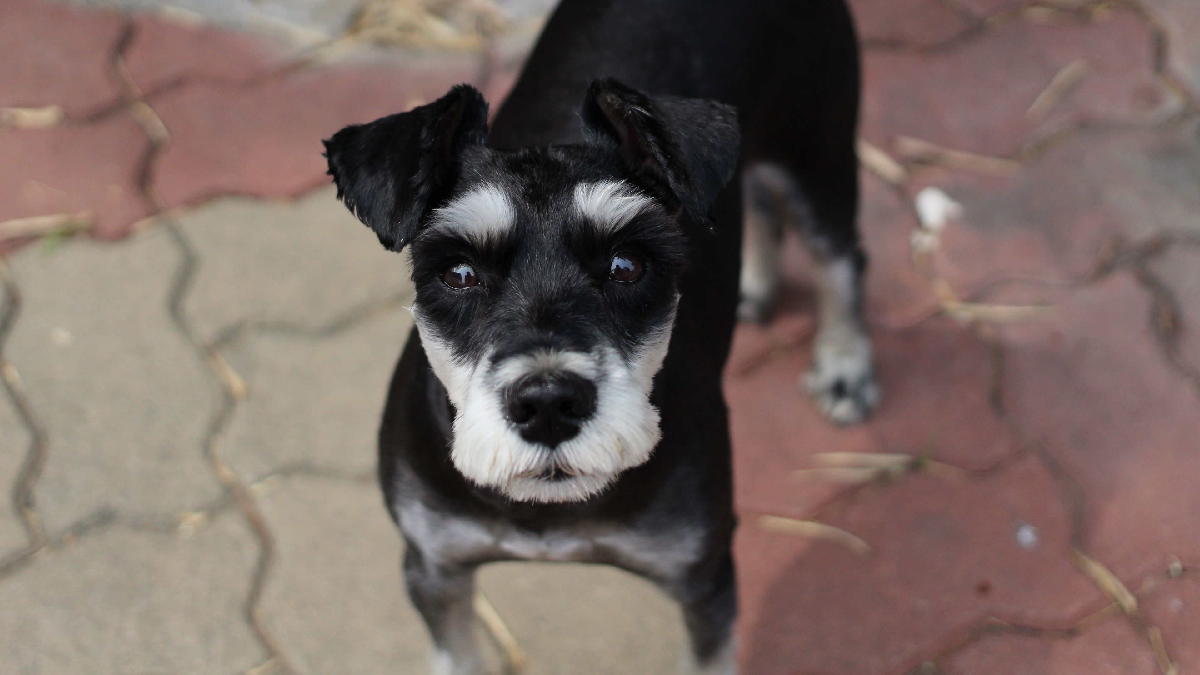 schnauzer, dog, face, haircut, 4k, HD Wallpaper