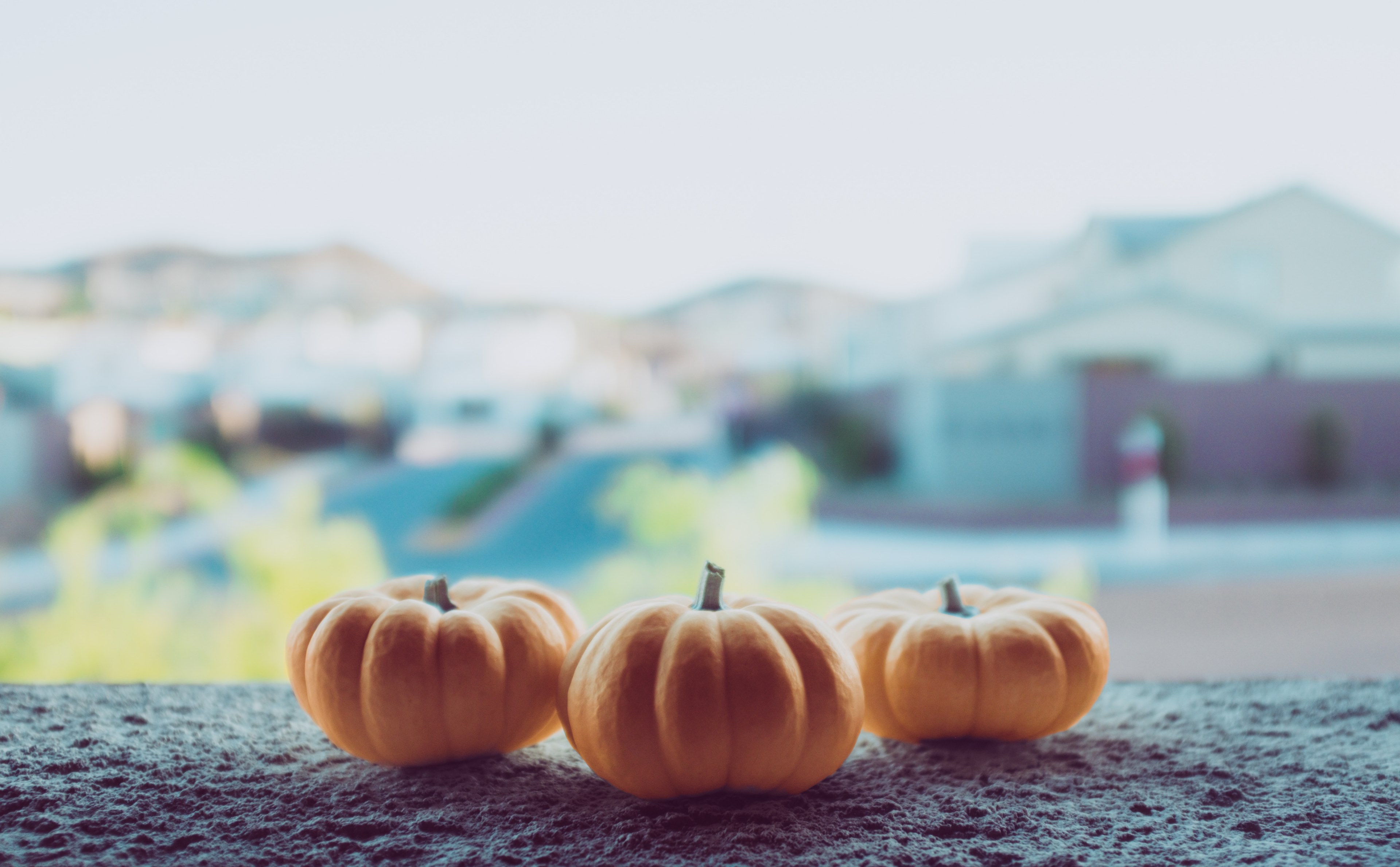 pumpkin mini pumpkin little pumpkin and ledge 4k, HD Wallpaper