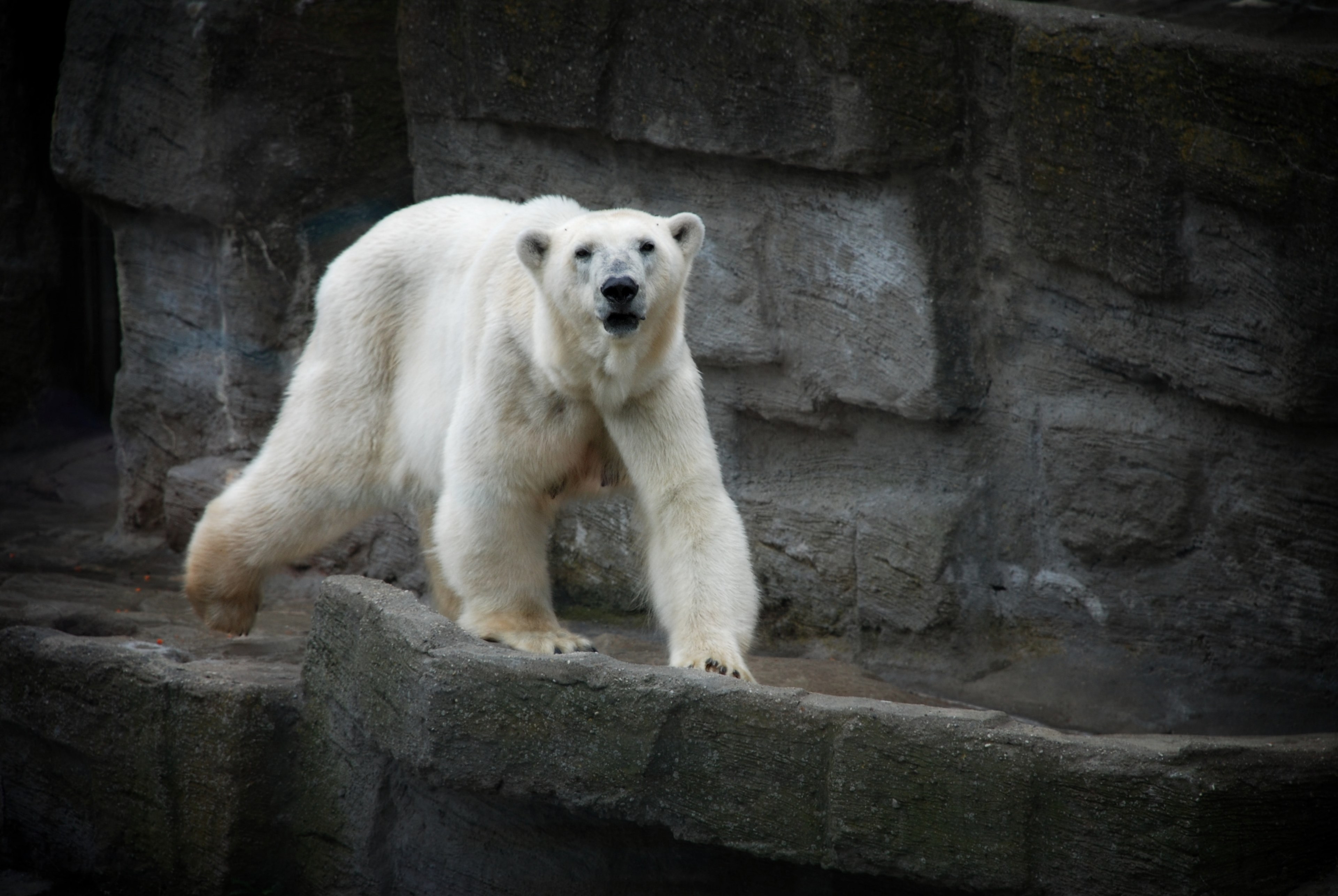 a view of a white furry polar bear walking on a stony cliff, white polar bear walking 4k, HD Wallpaper