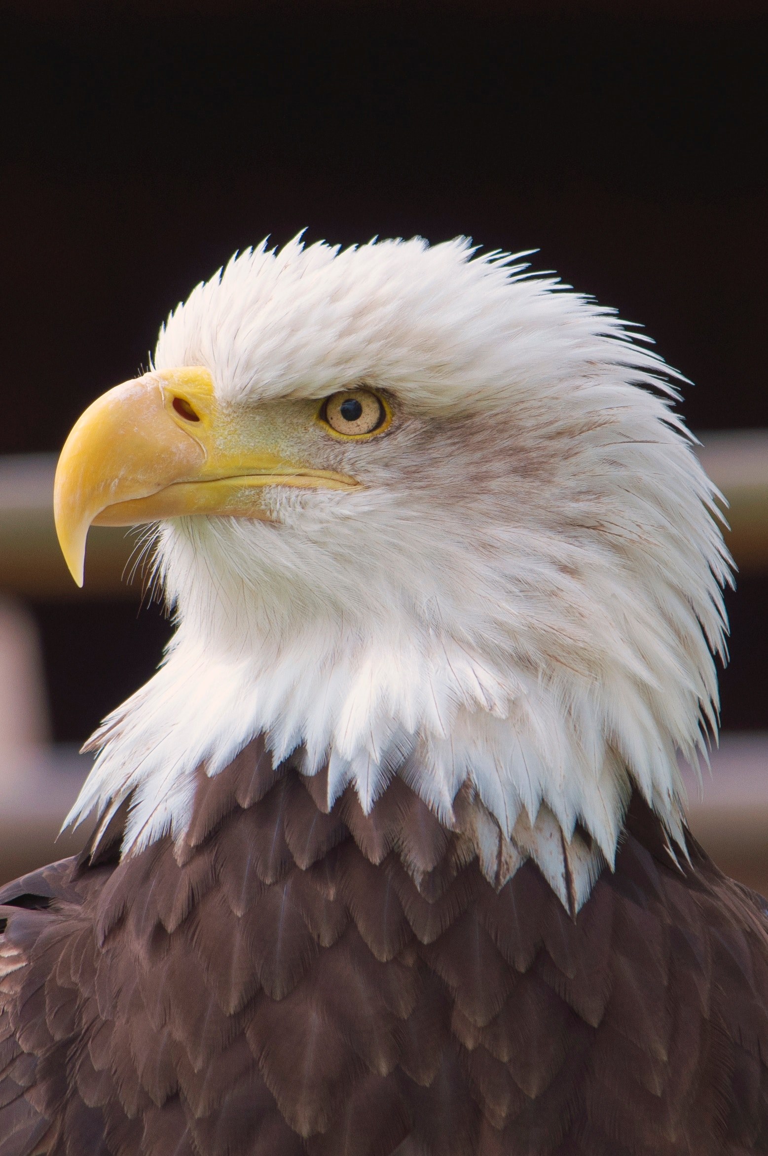eagle falcon beak and eye hd, 4k, Phone HD Wallpaper
