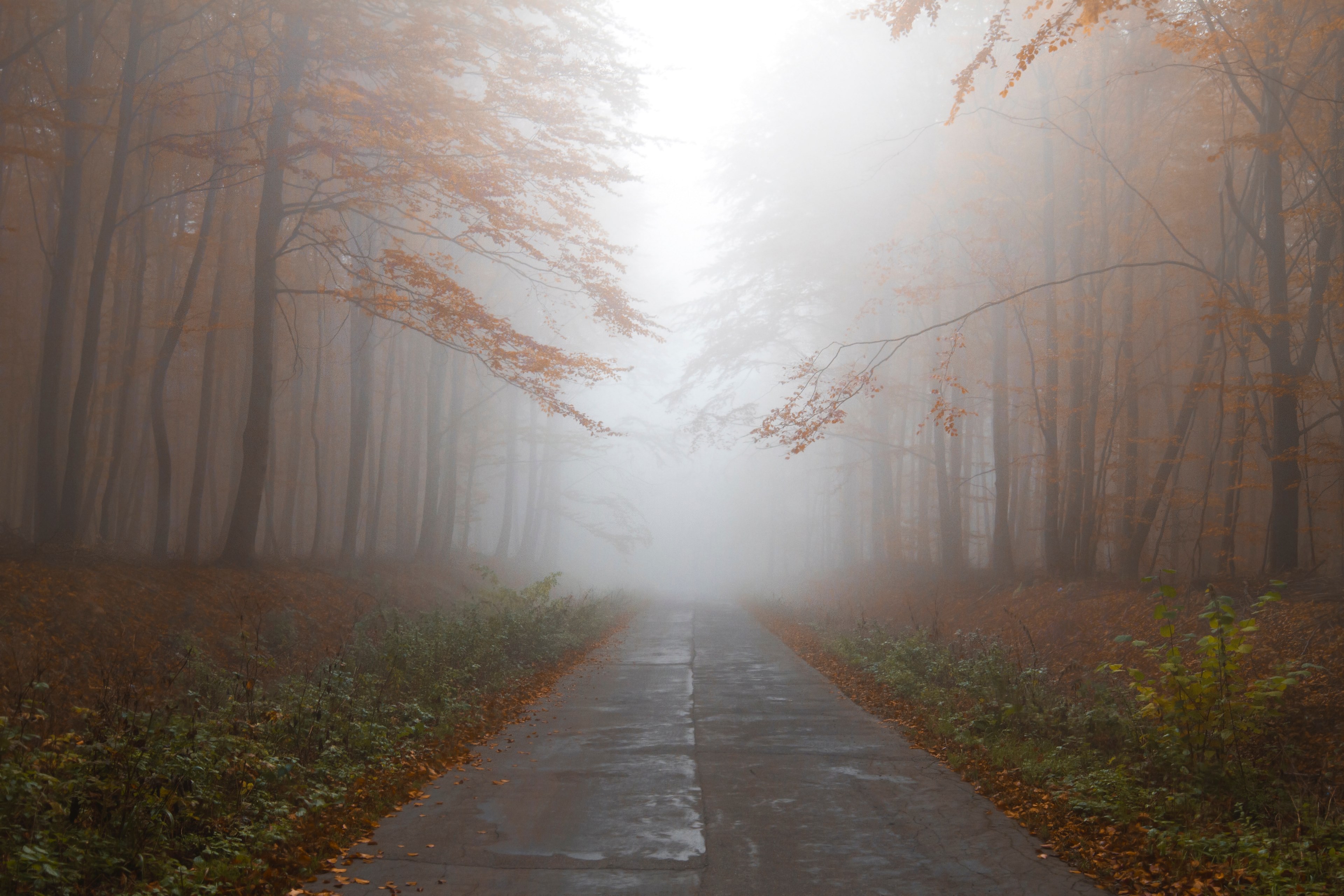 a foggy forest road in rural elblag, elblag fog 4k, HD Wallpaper