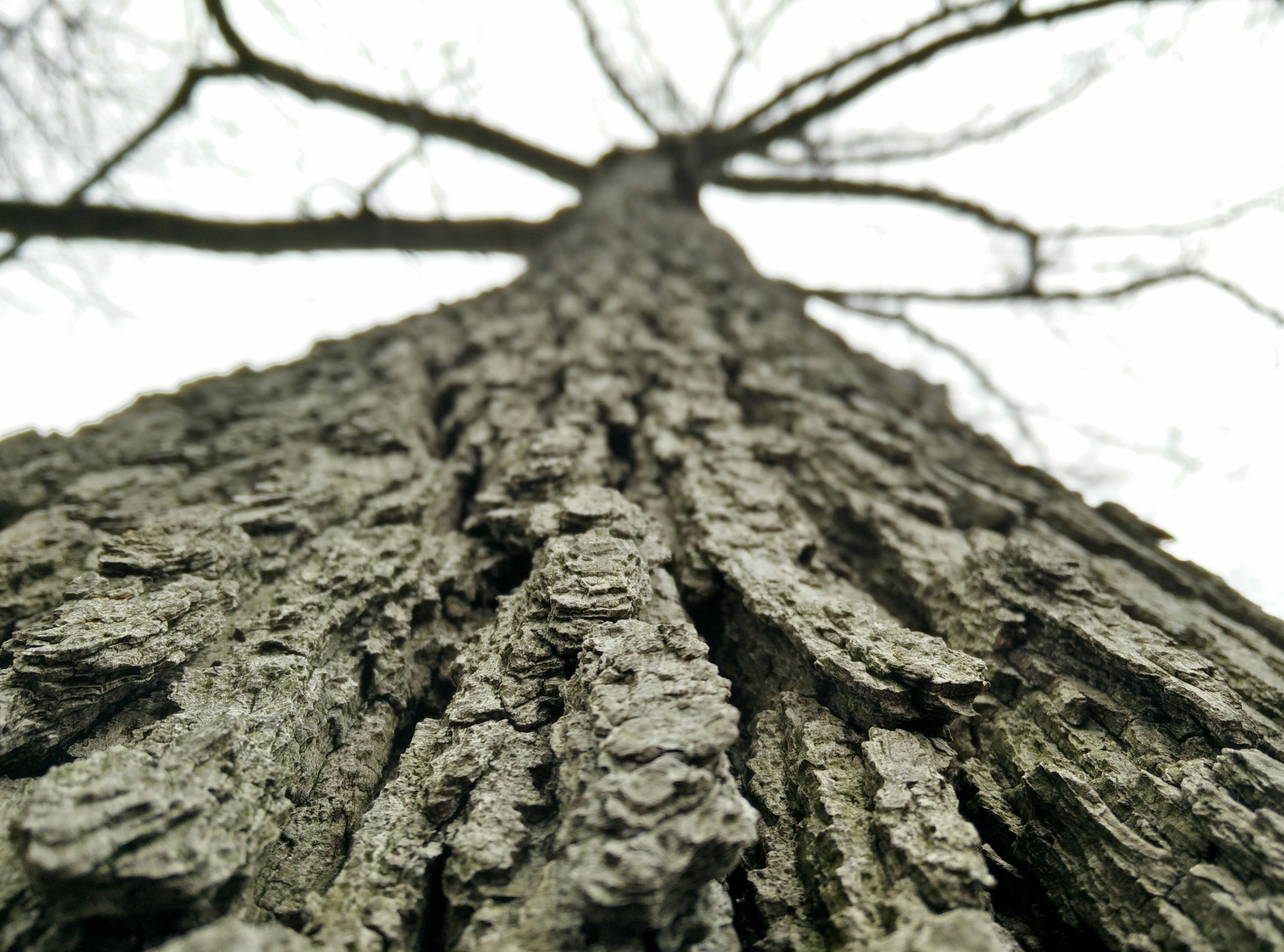 a low angle macro shot of the bark of a tall tree, majestic tree bark 4k, HD Wallpaper