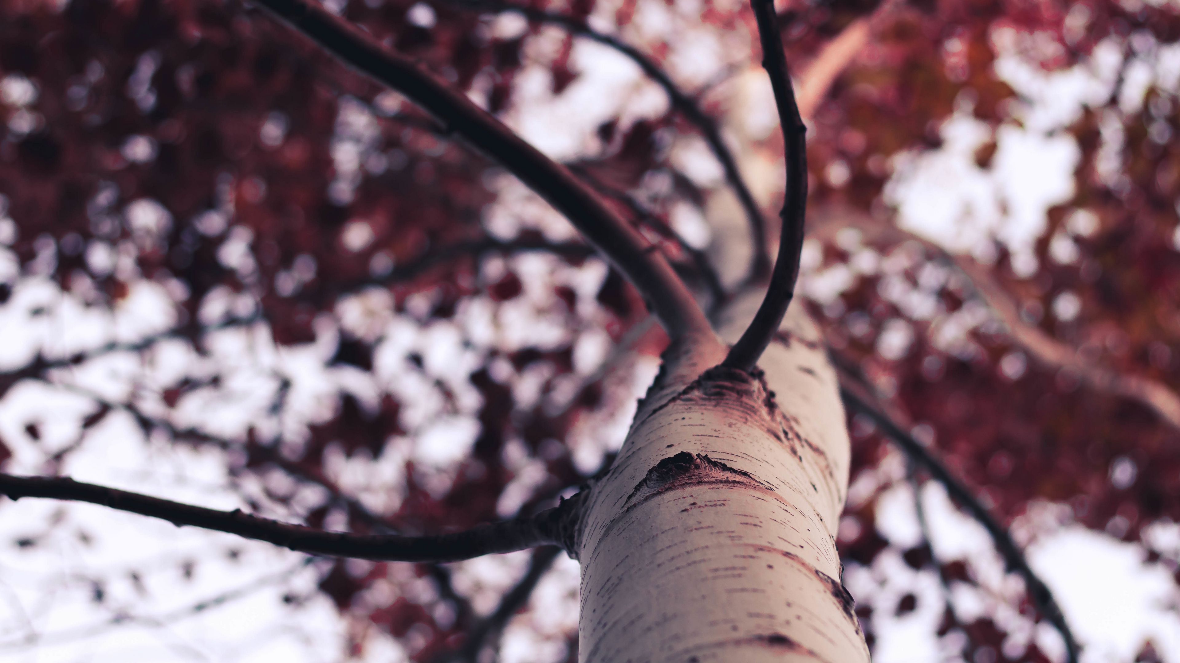 tree, trunk, branches, 4k, HD Wallpaper