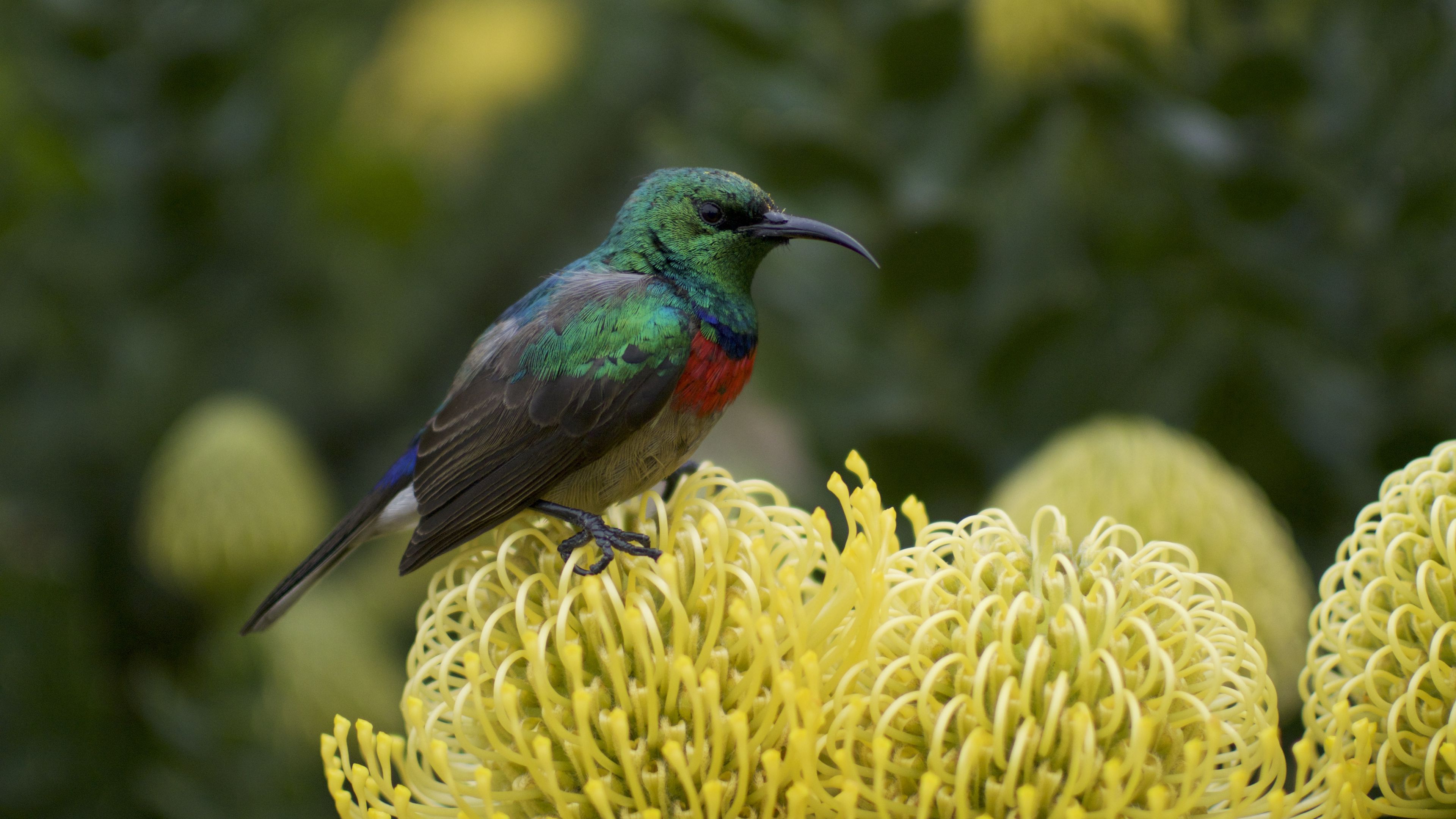 palestine sunbird, bird, flower, 4k, HD Wallpaper