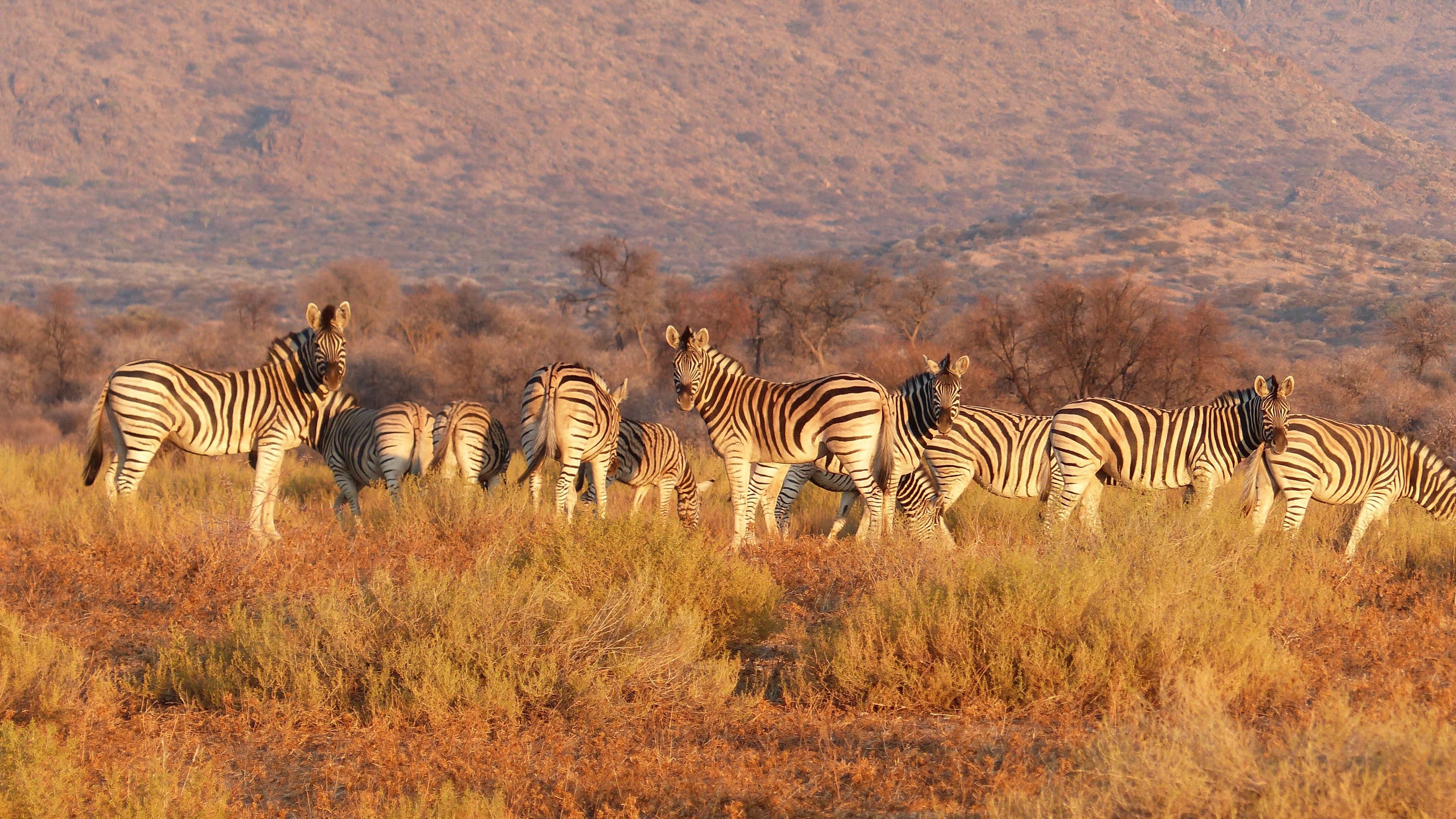 zebra, herd, savannah, pasture, 4k, HD Wallpaper